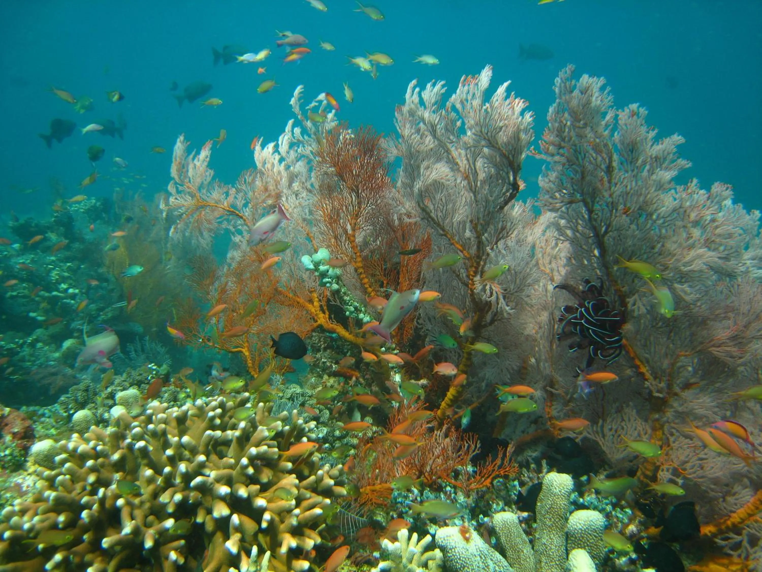 Diving in Galang Kangin Bungalows