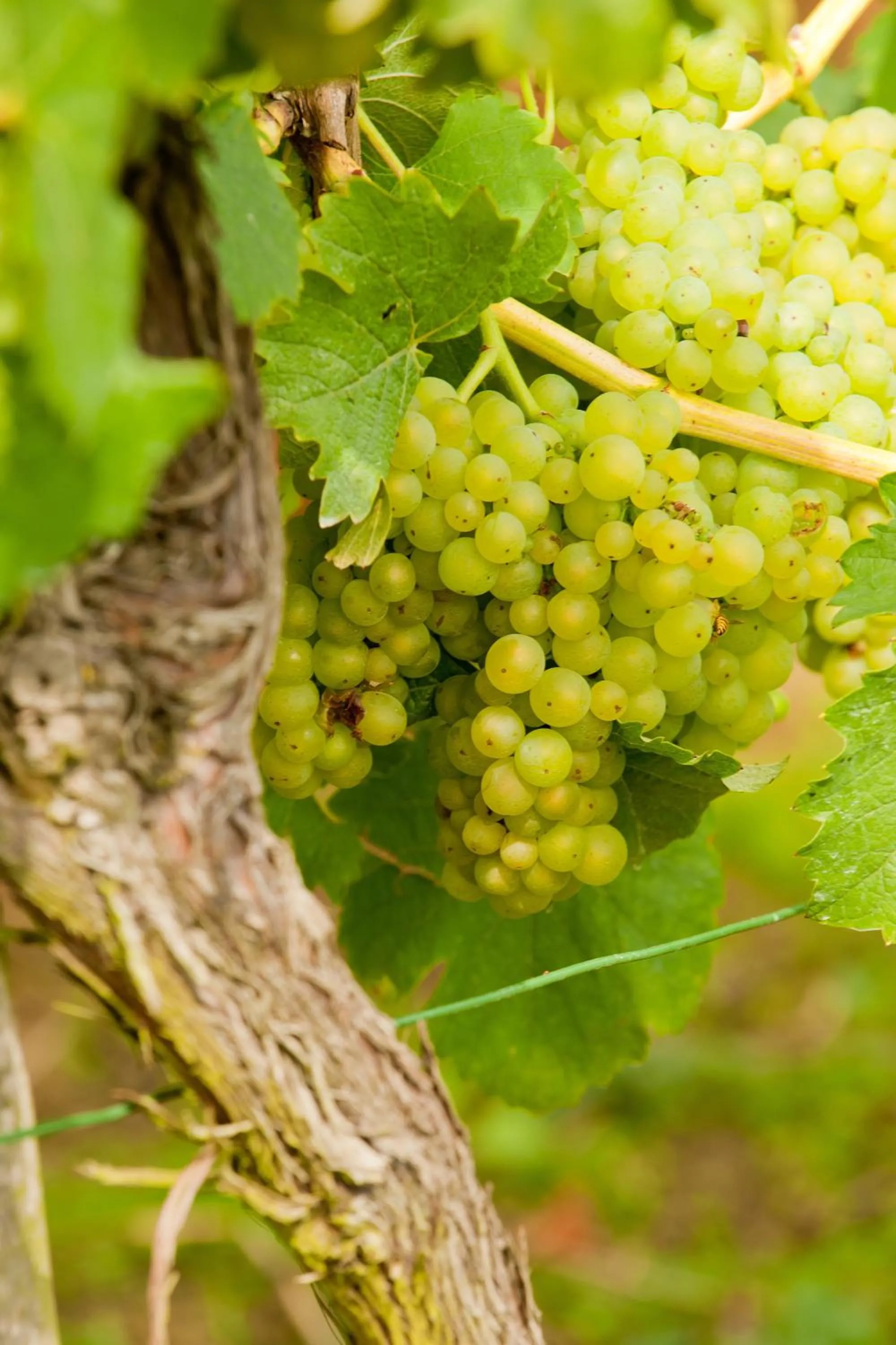 Wein- und Sektgut Markus Hensler