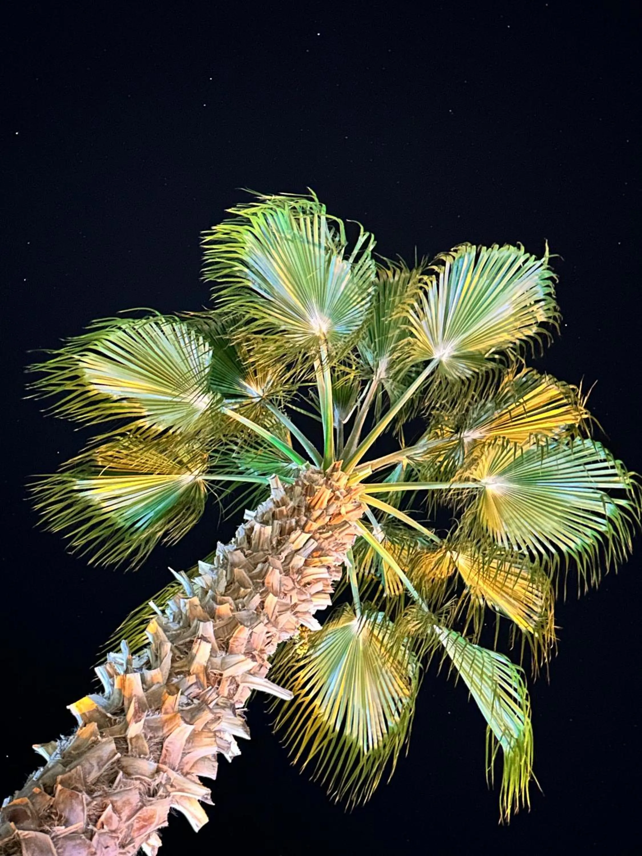 Night in Wolf Suites