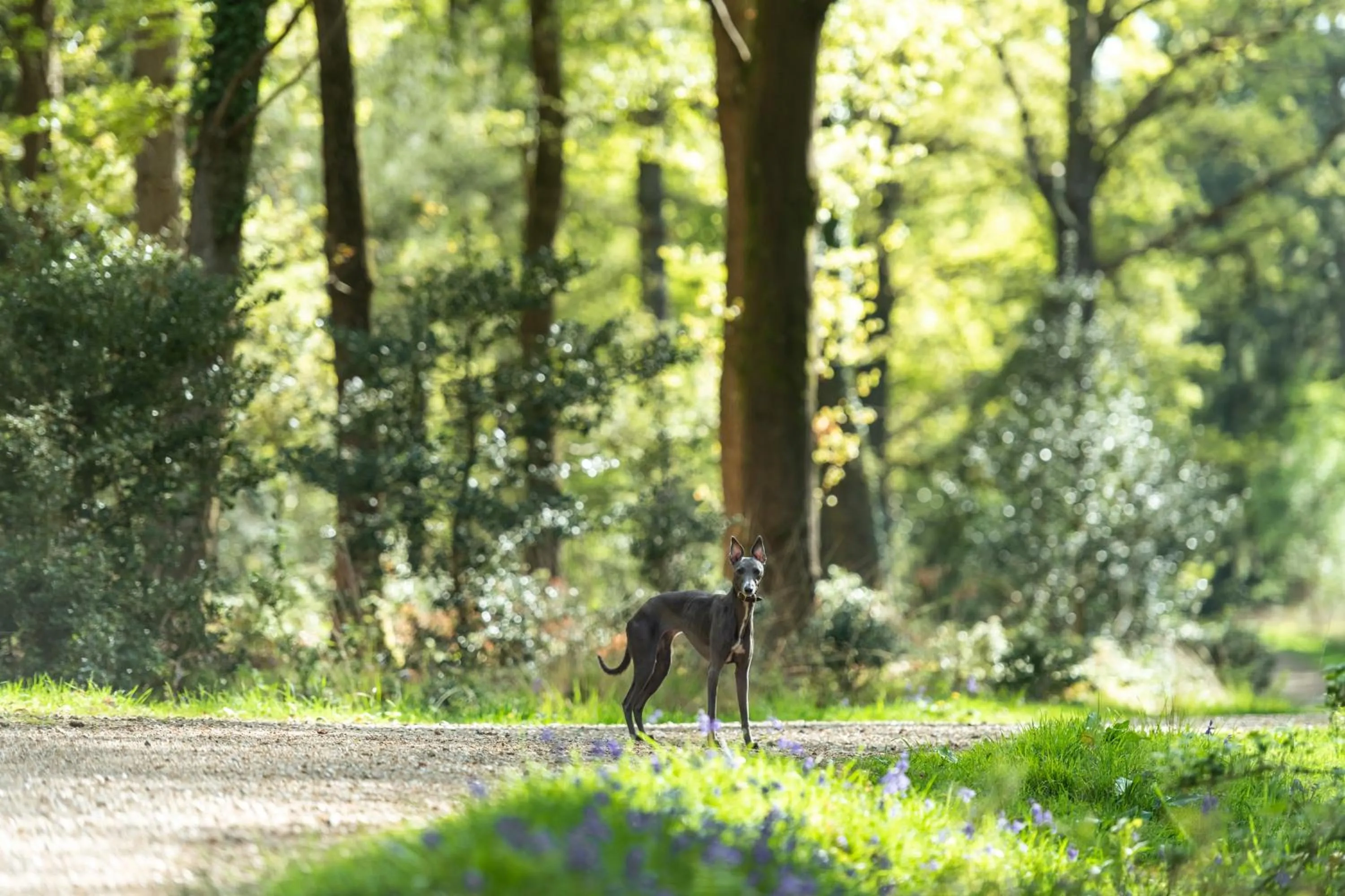 Other in Forest Lodge Hotel