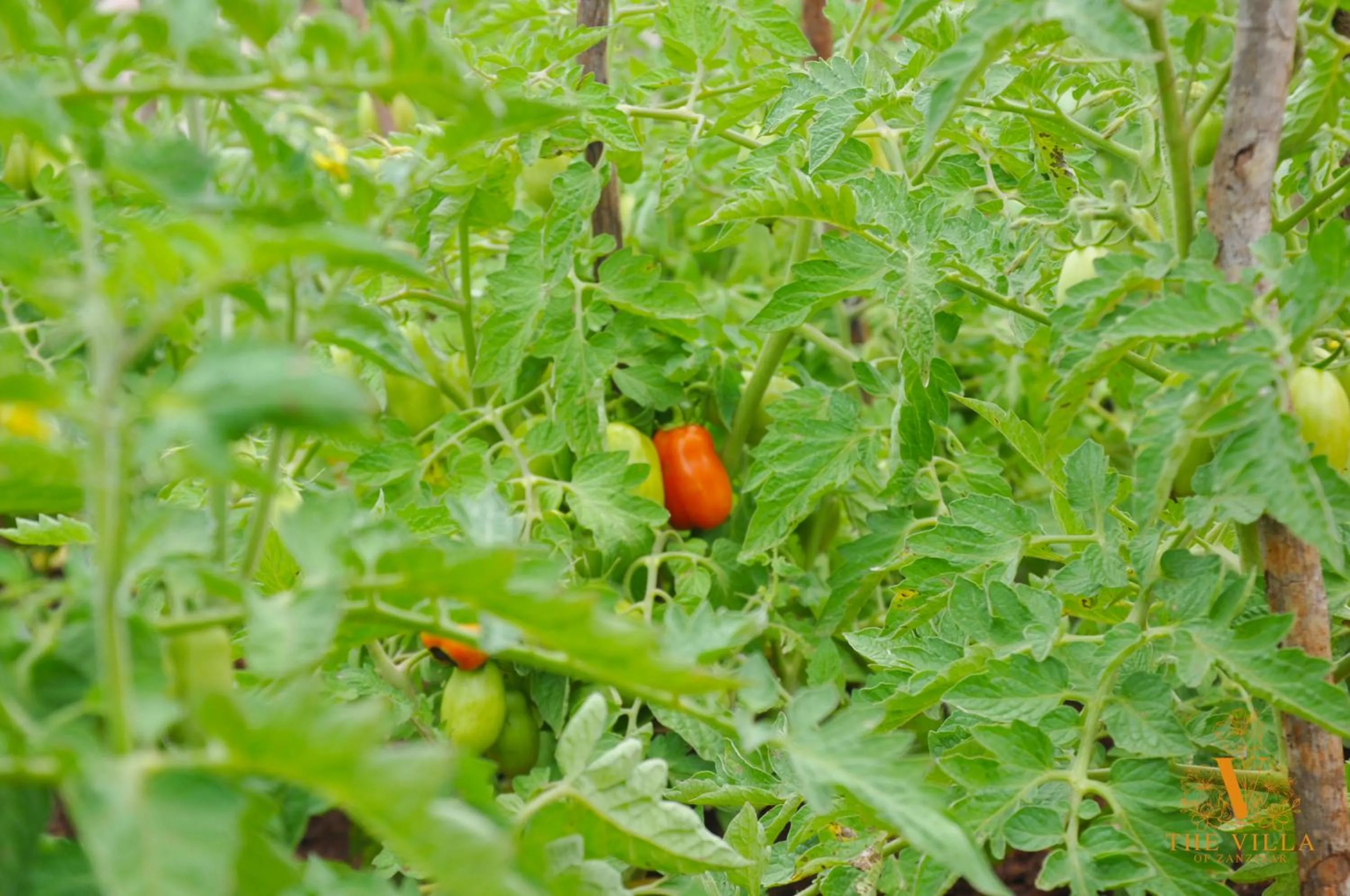 Food in The Villa of Zanzibar