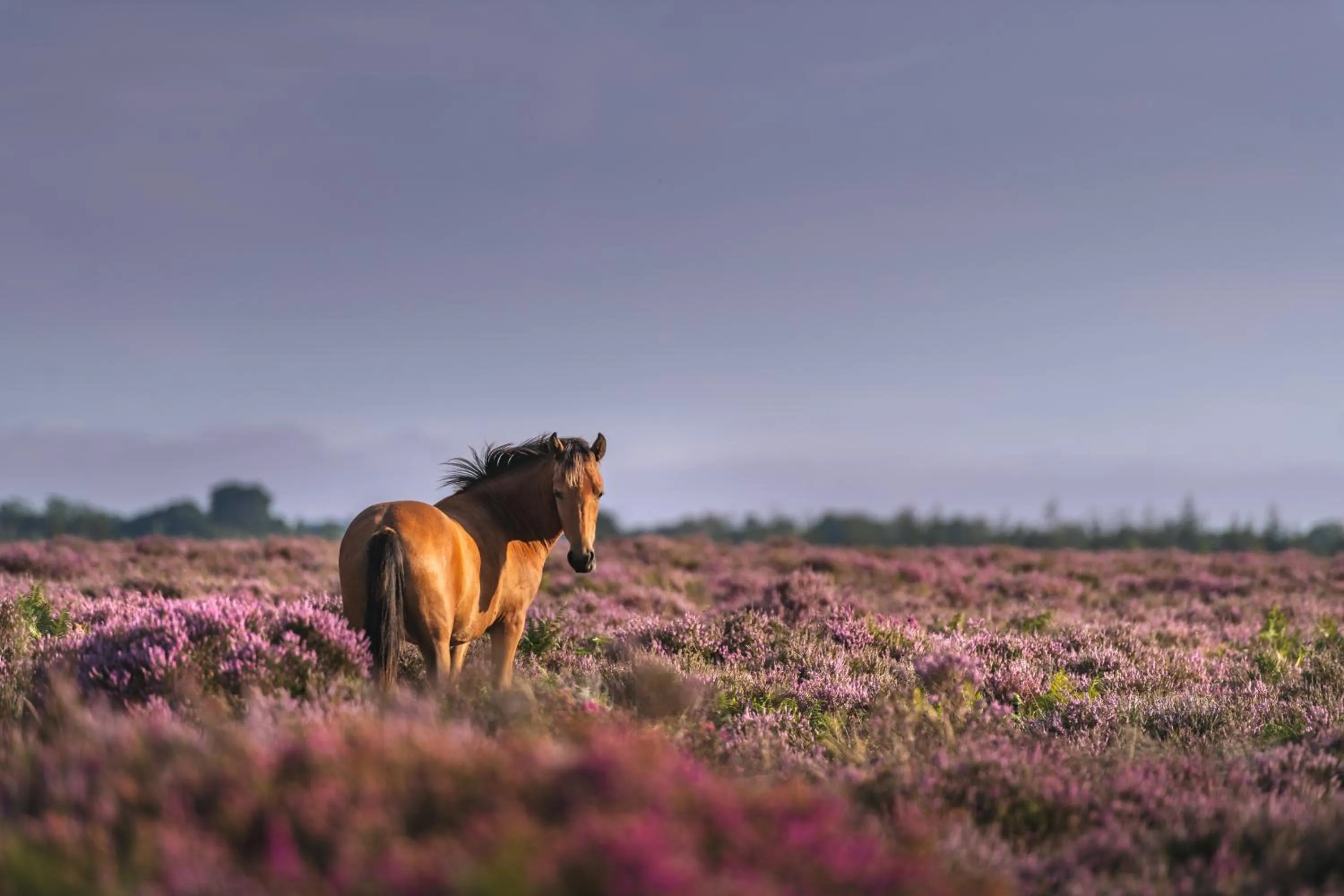 Other in Beaulieu Hotel