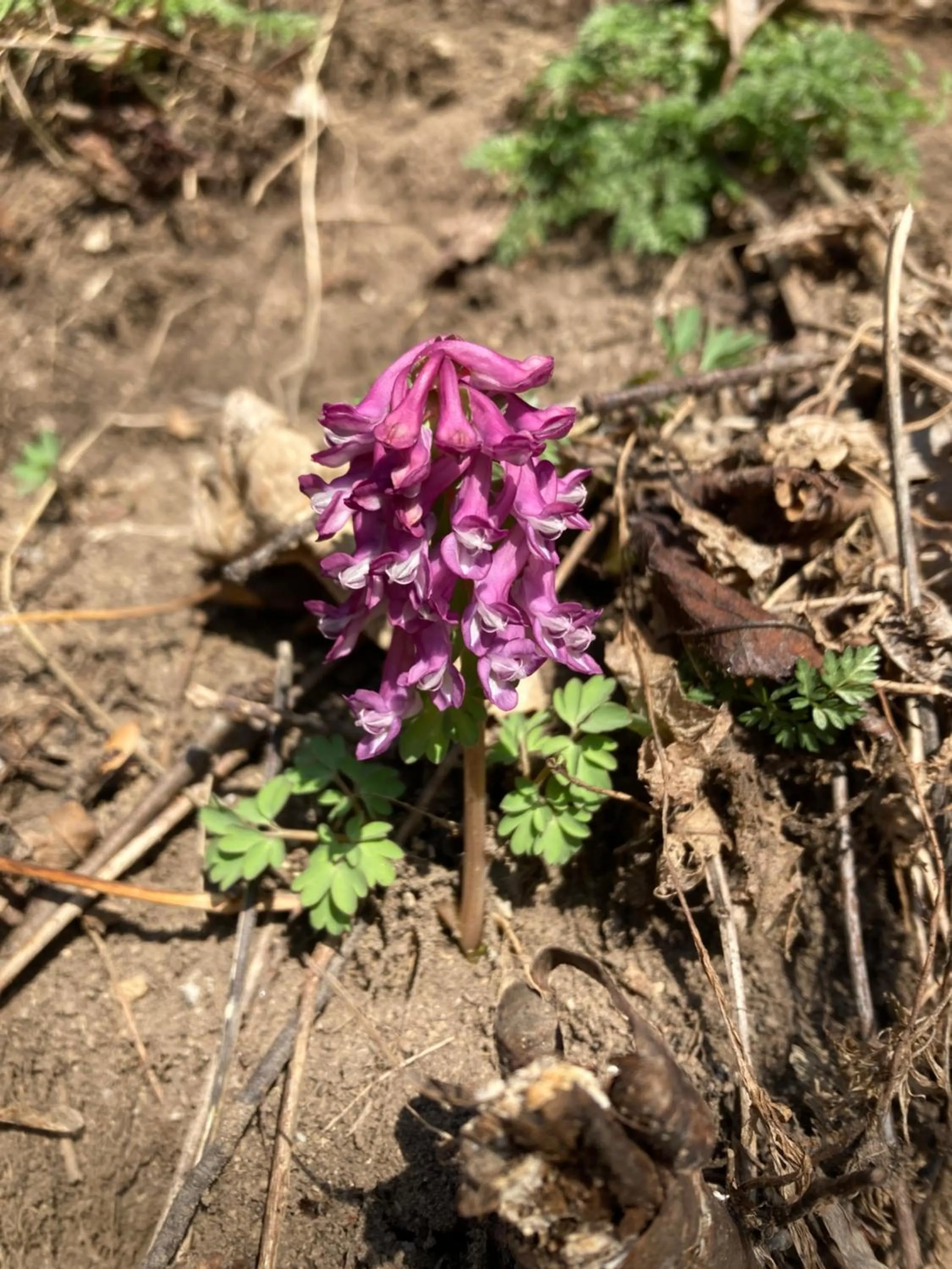 Spring in Haus Rhodania