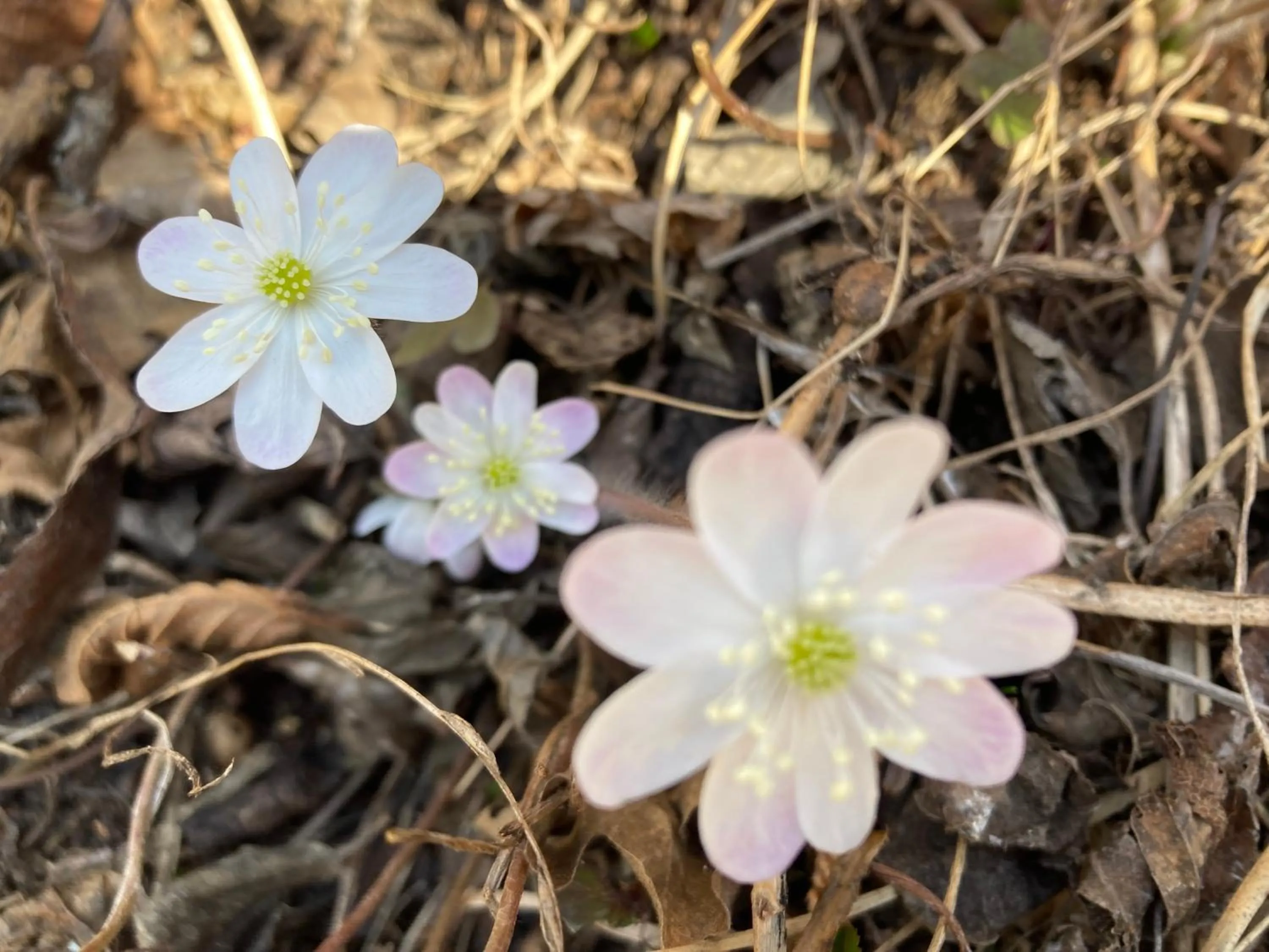 Spring in Haus Rhodania