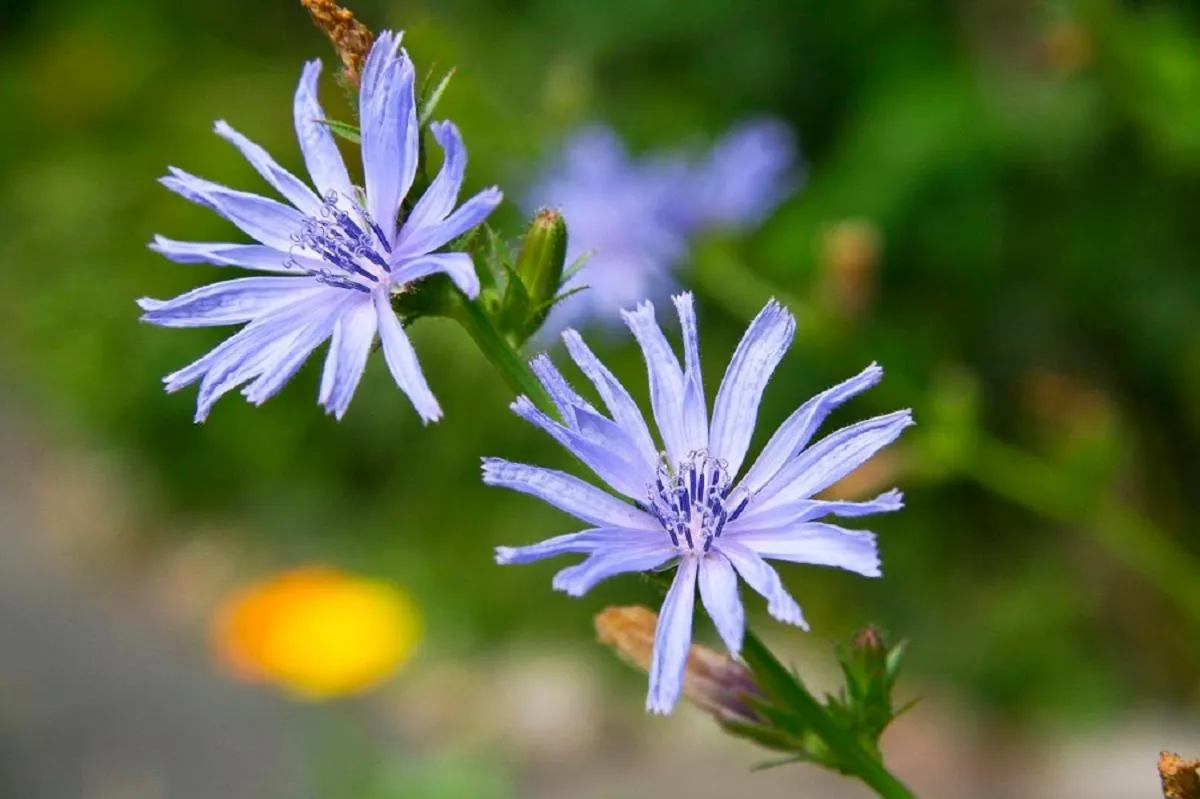 Garden in Haus Rhodania