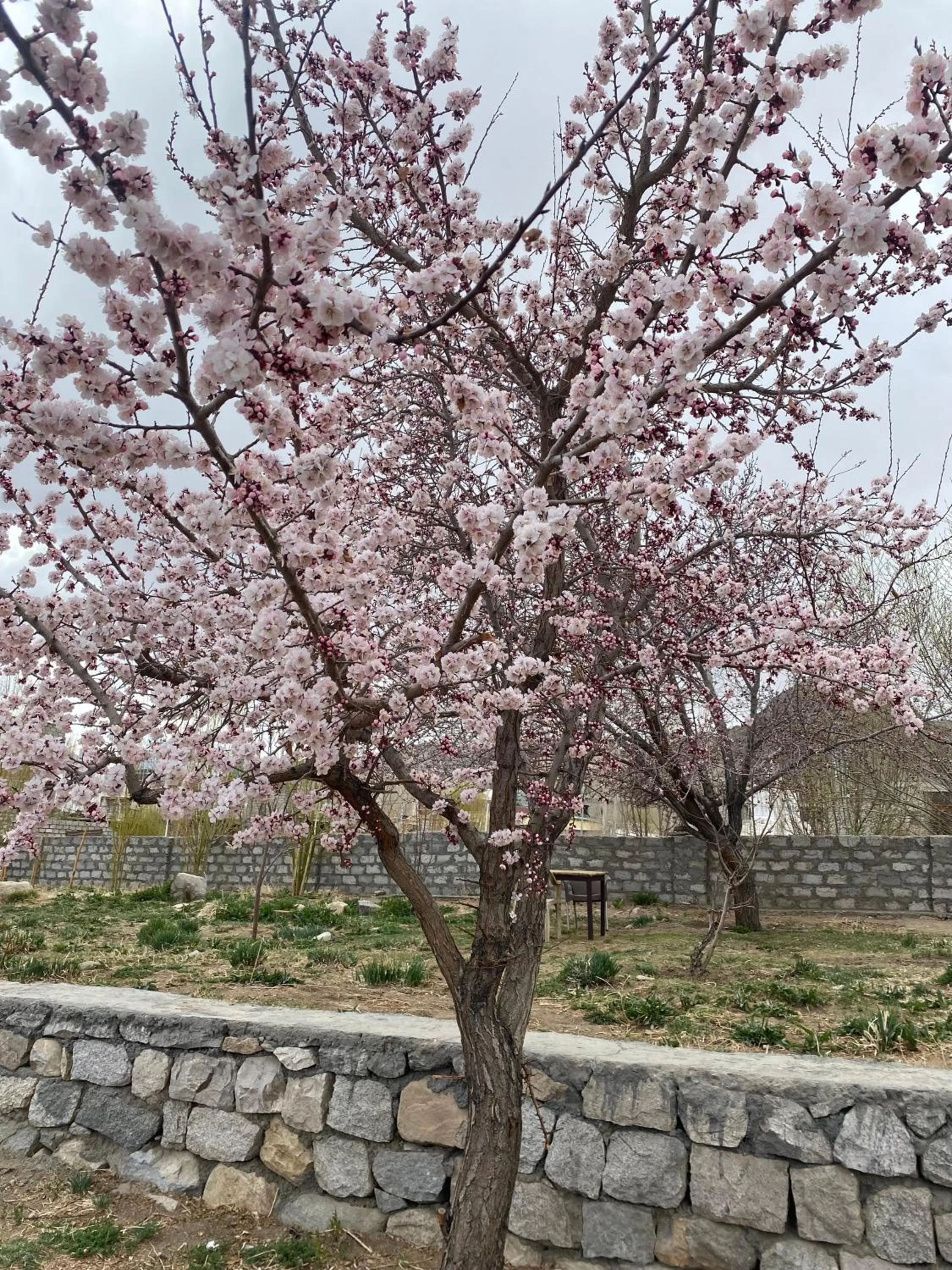 Facade/entrance in Hotel Rewa Ladakh