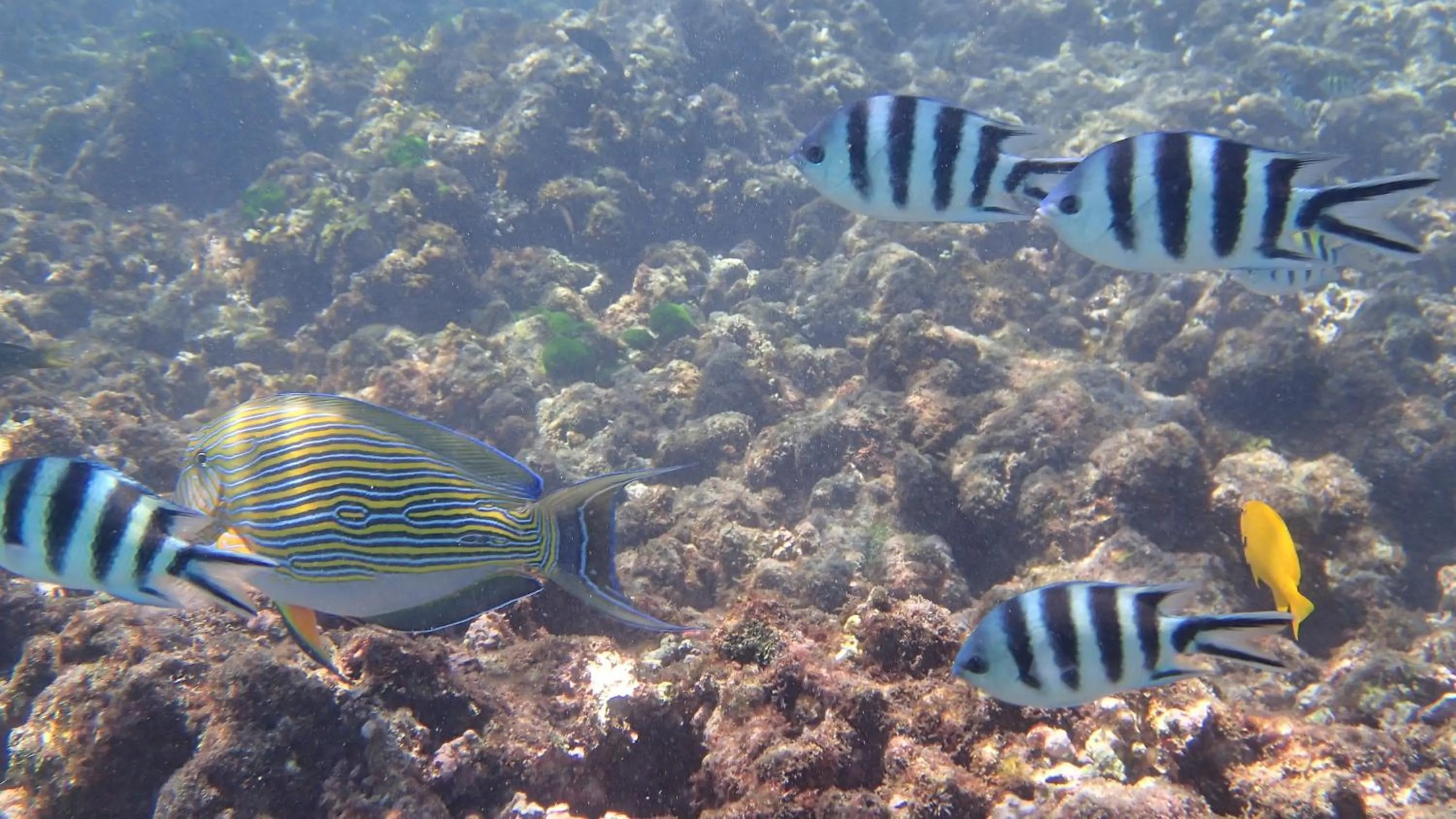 Fishing in Villa Anse La Blague
