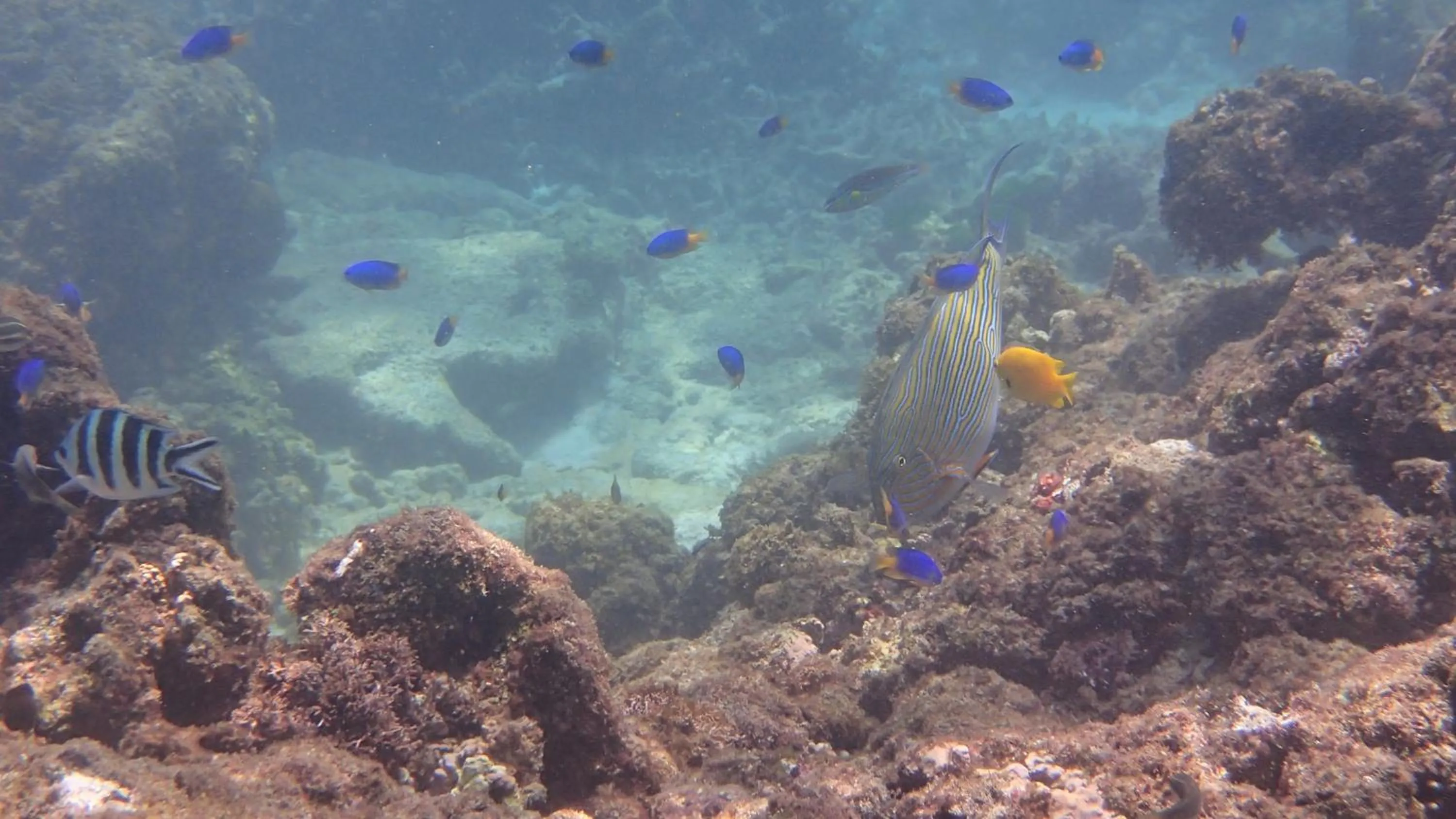 Snorkeling in Villa Anse La Blague