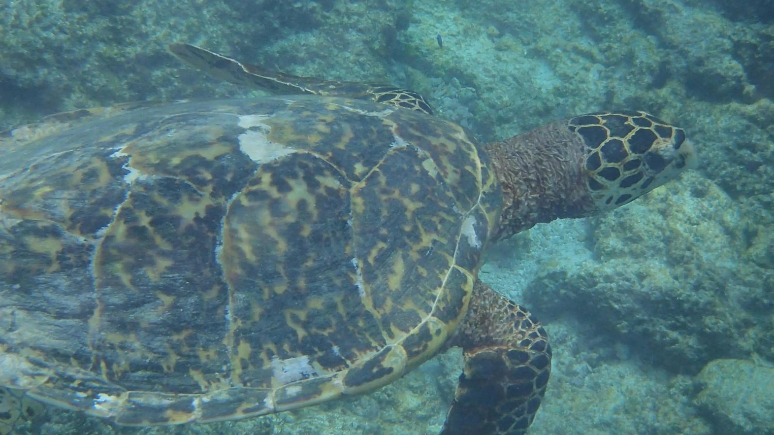 Animals in Villa Anse La Blague