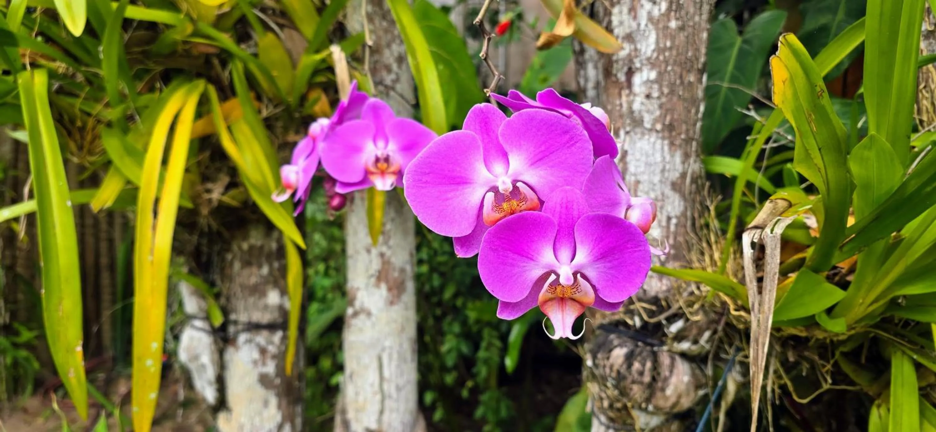 Spring in Vila Pitanga Trancoso
