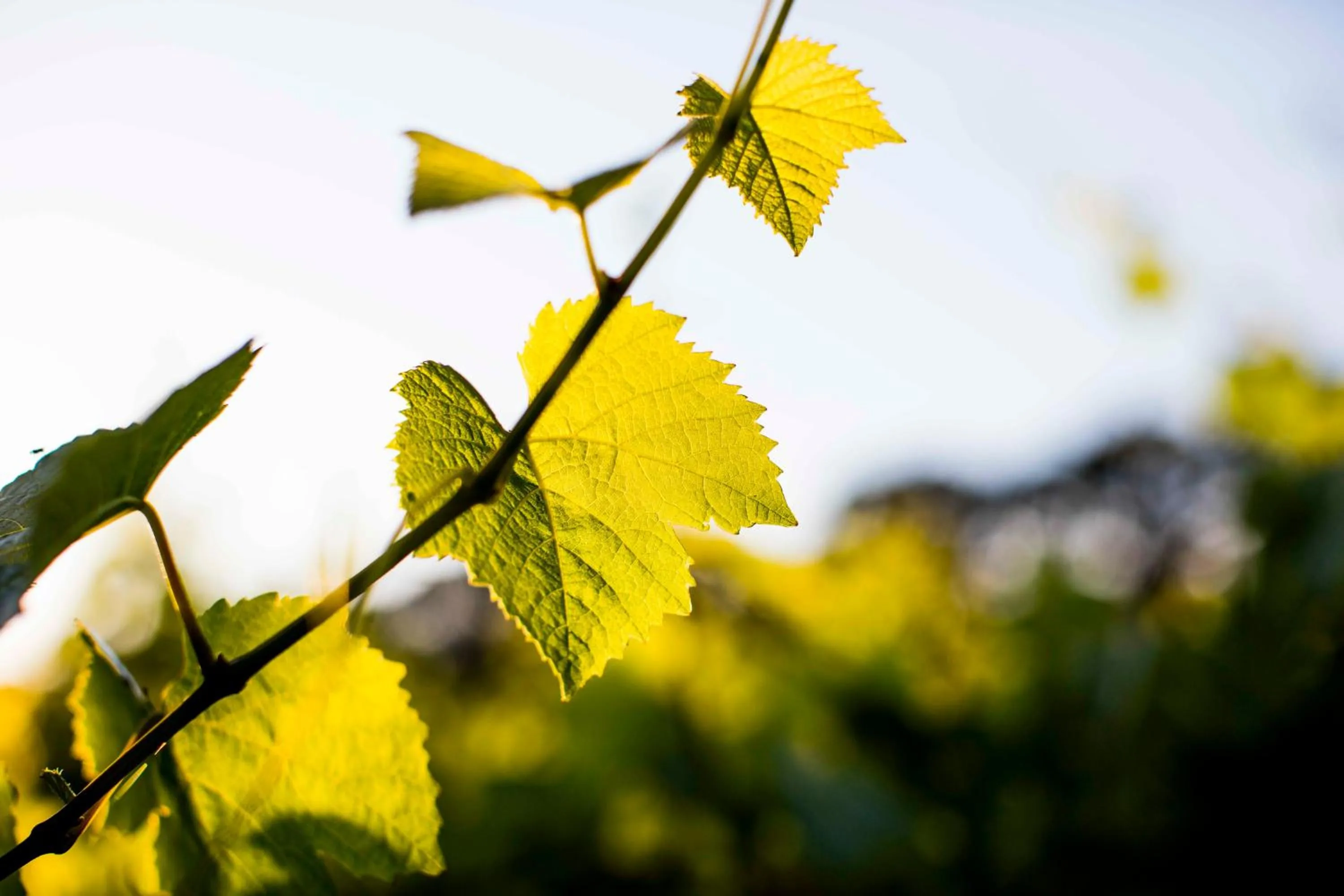 Spring in Polperro Villas