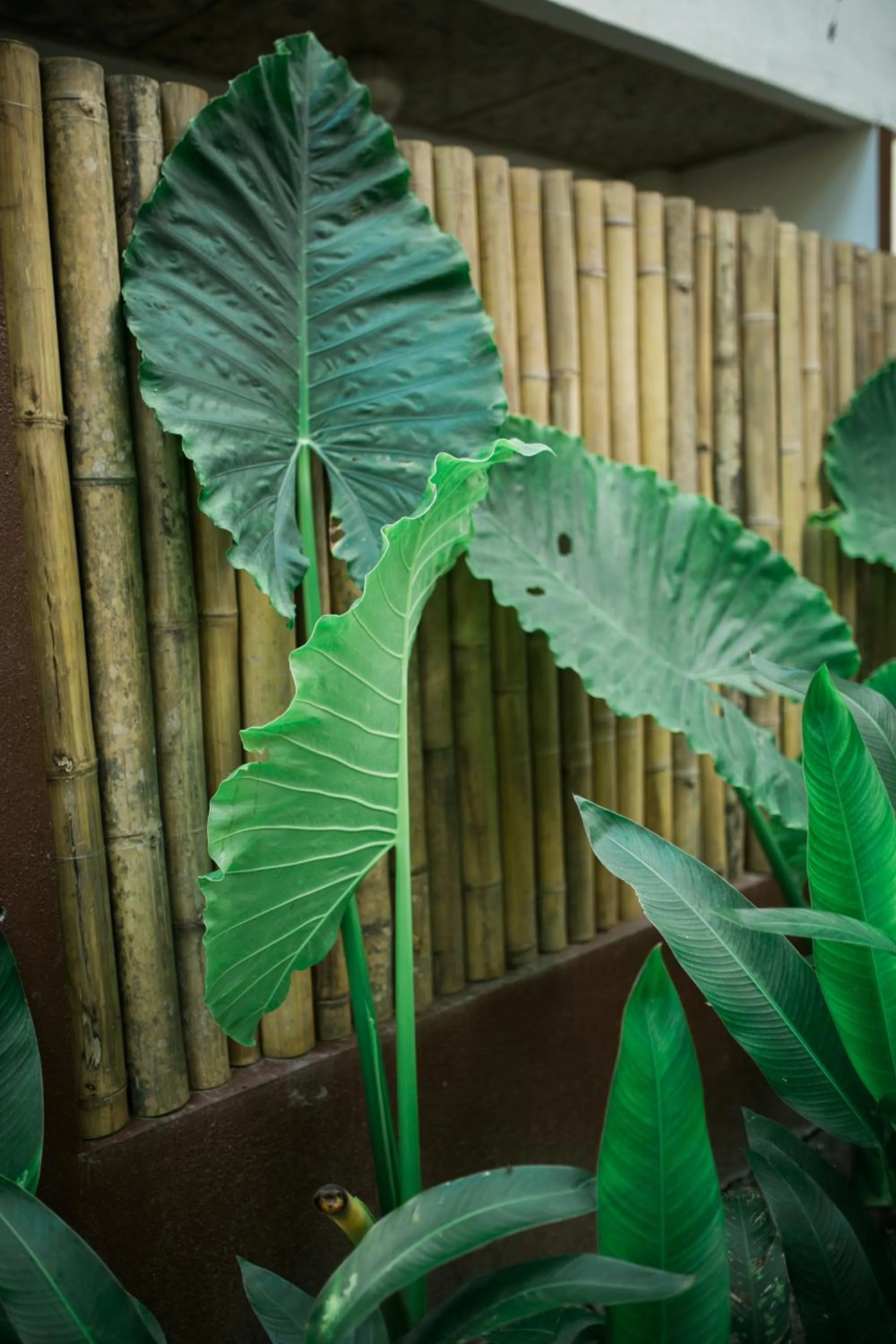 Garden in Fox & The Firefly Cottages