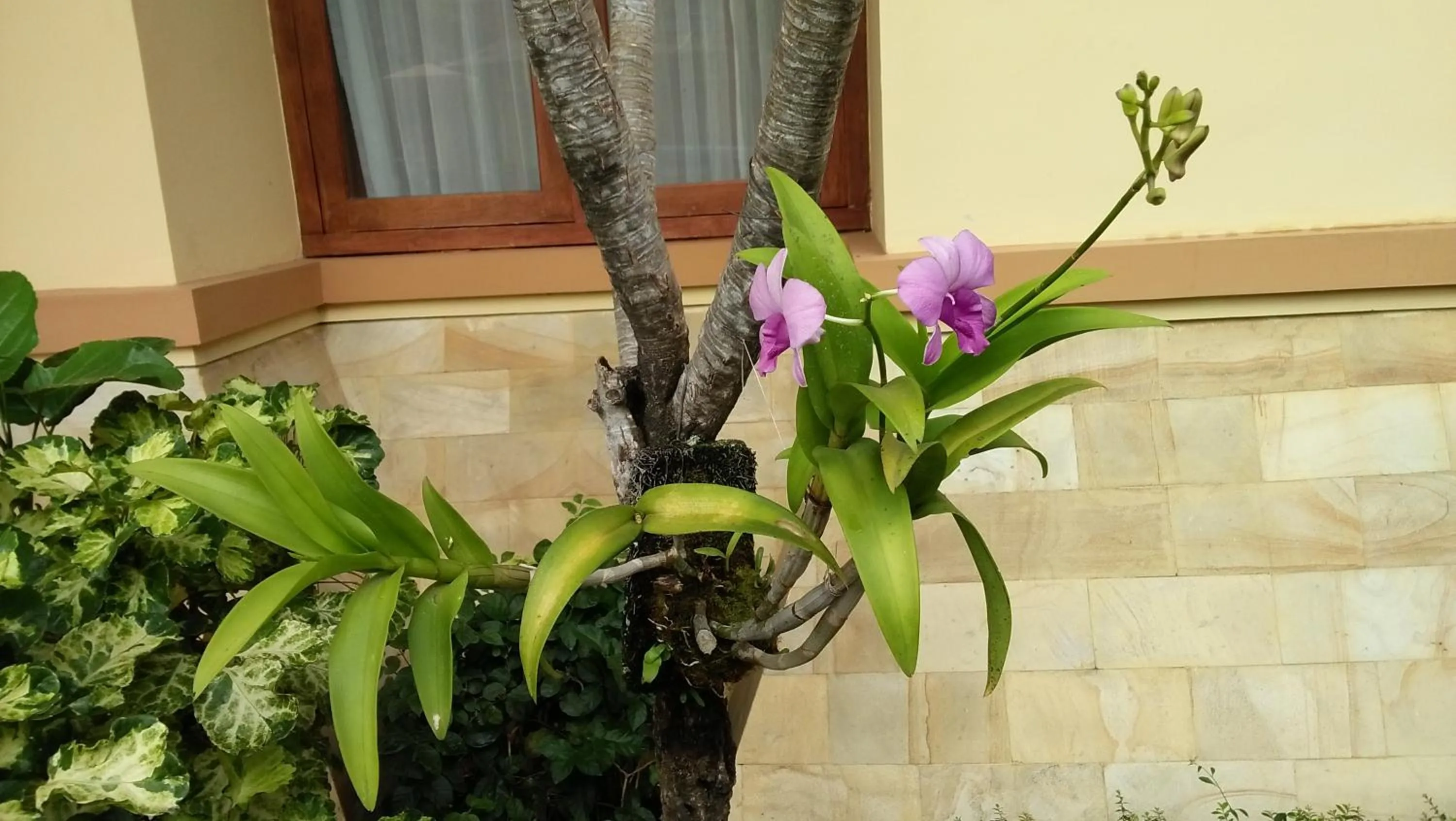 Garden view in Roemah Canting Homestay