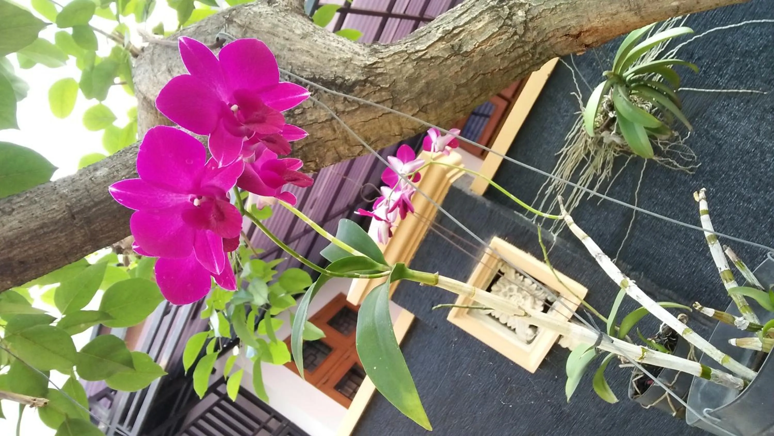 Garden in Roemah Canting Homestay