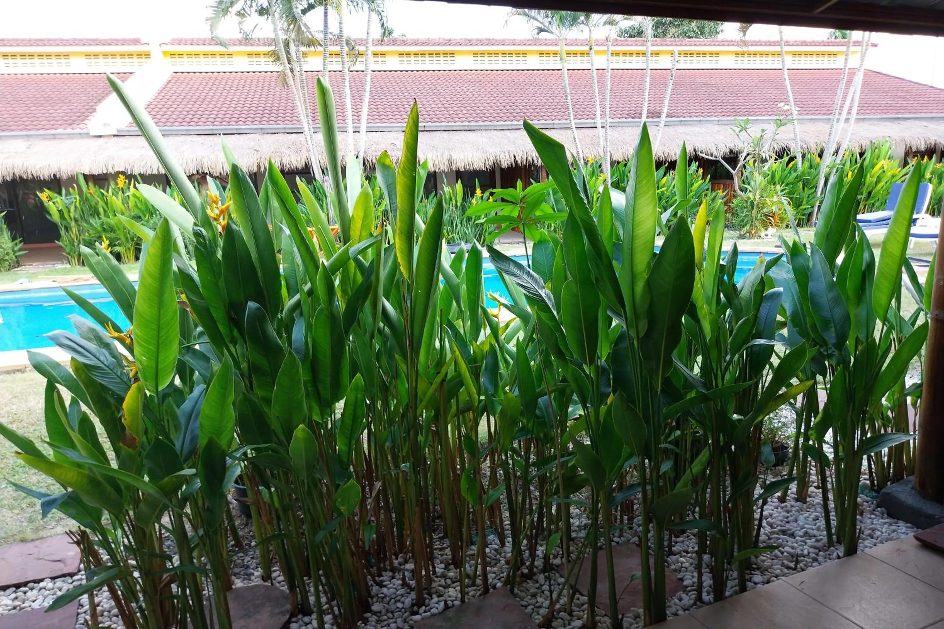 Garden view in Kanchira Resort