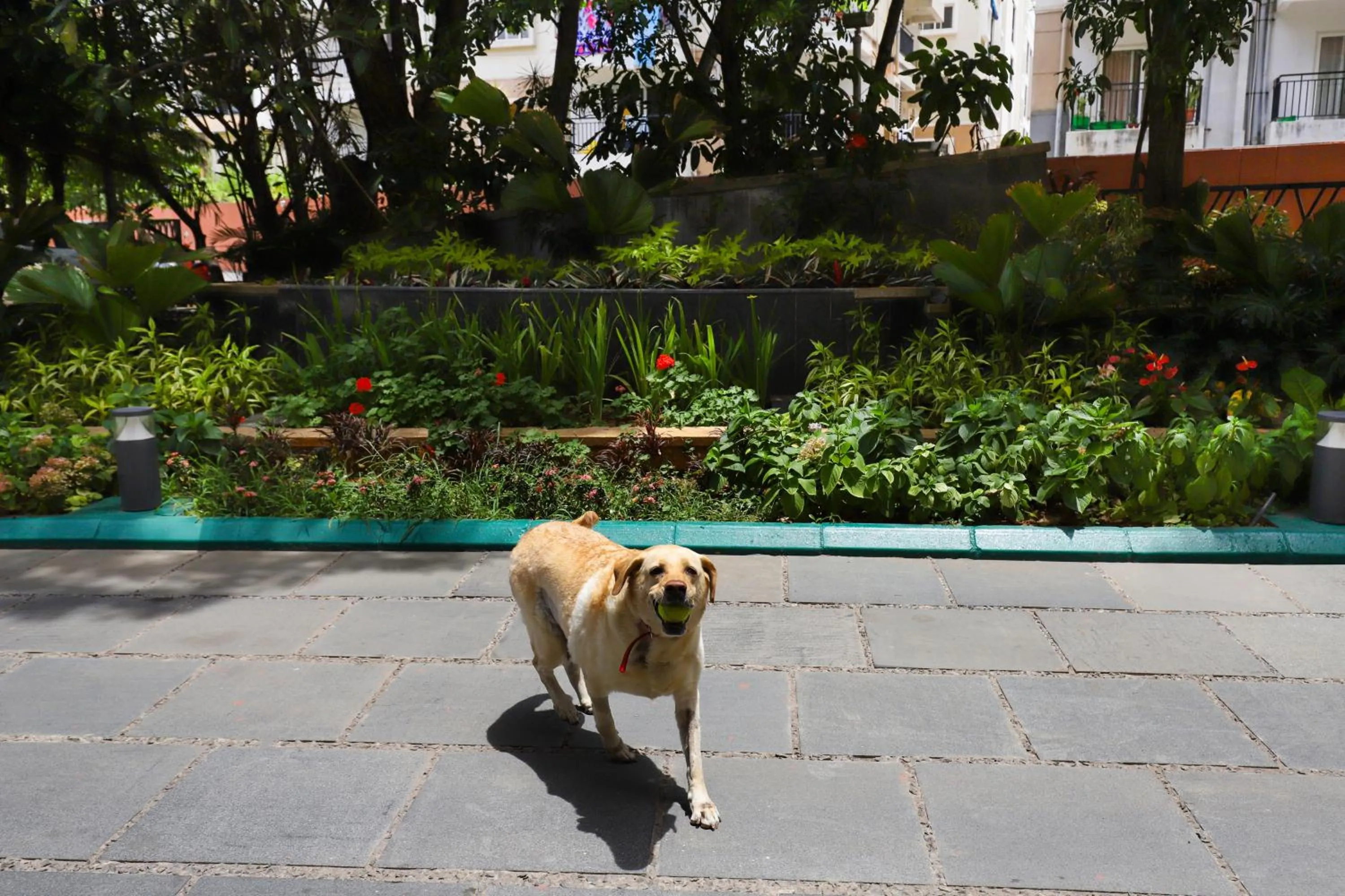 Pets in Lemon Tree Suites, Whitefield, Bengaluru
