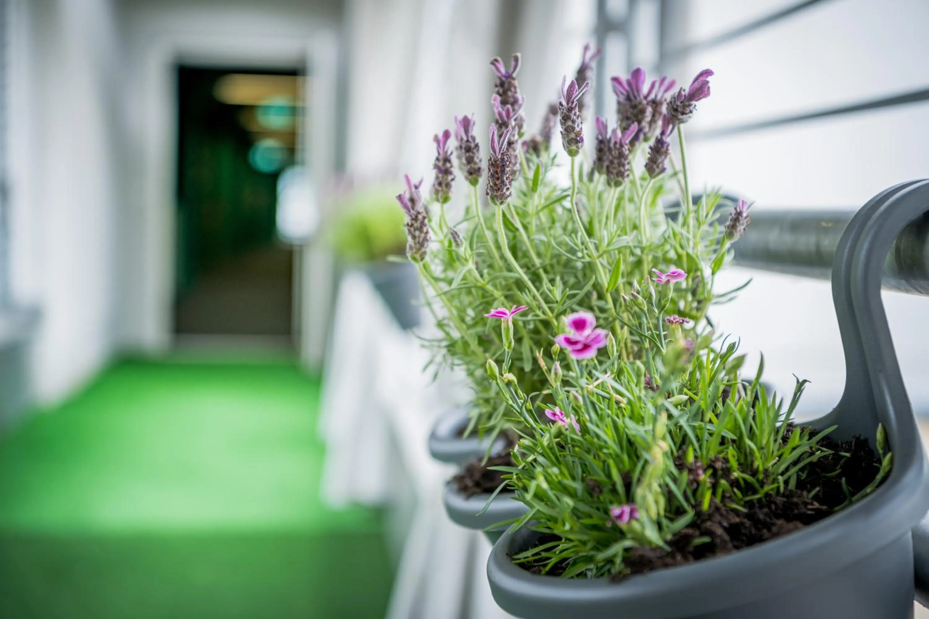 Spring in Aparthotel Alma Bonn