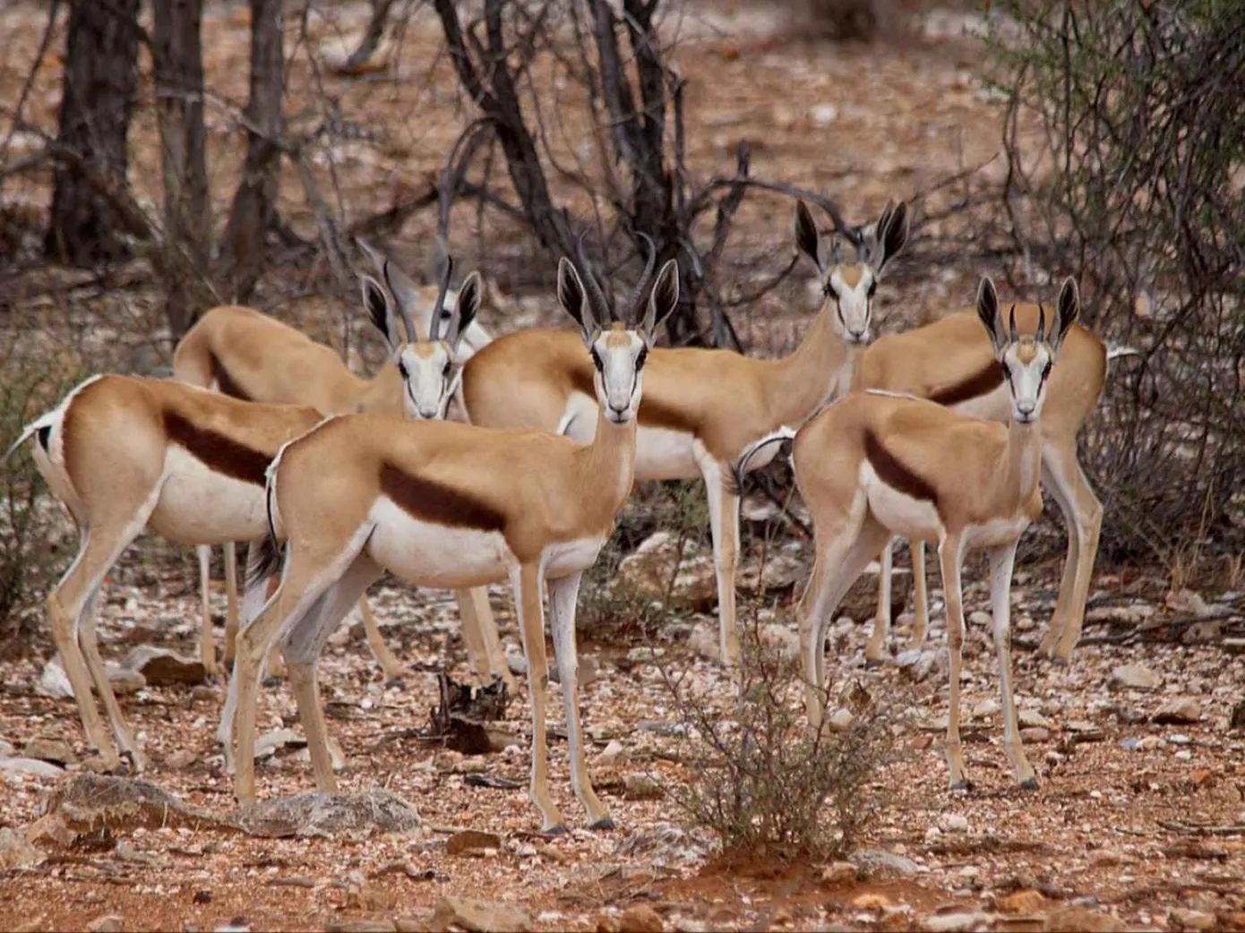 Natural landscape in Kifaru Bush camp