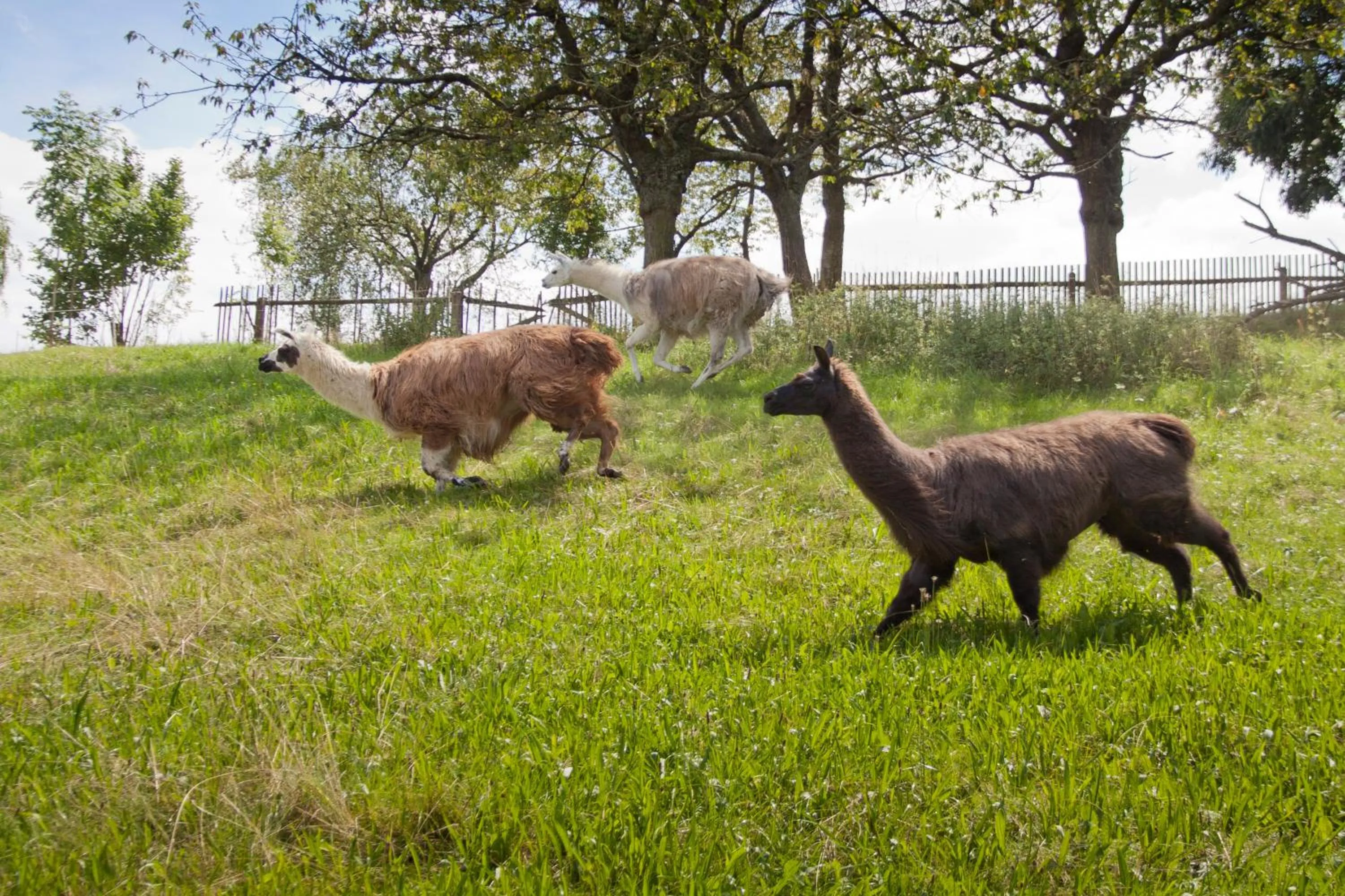 Garden in SELBSTgemacht