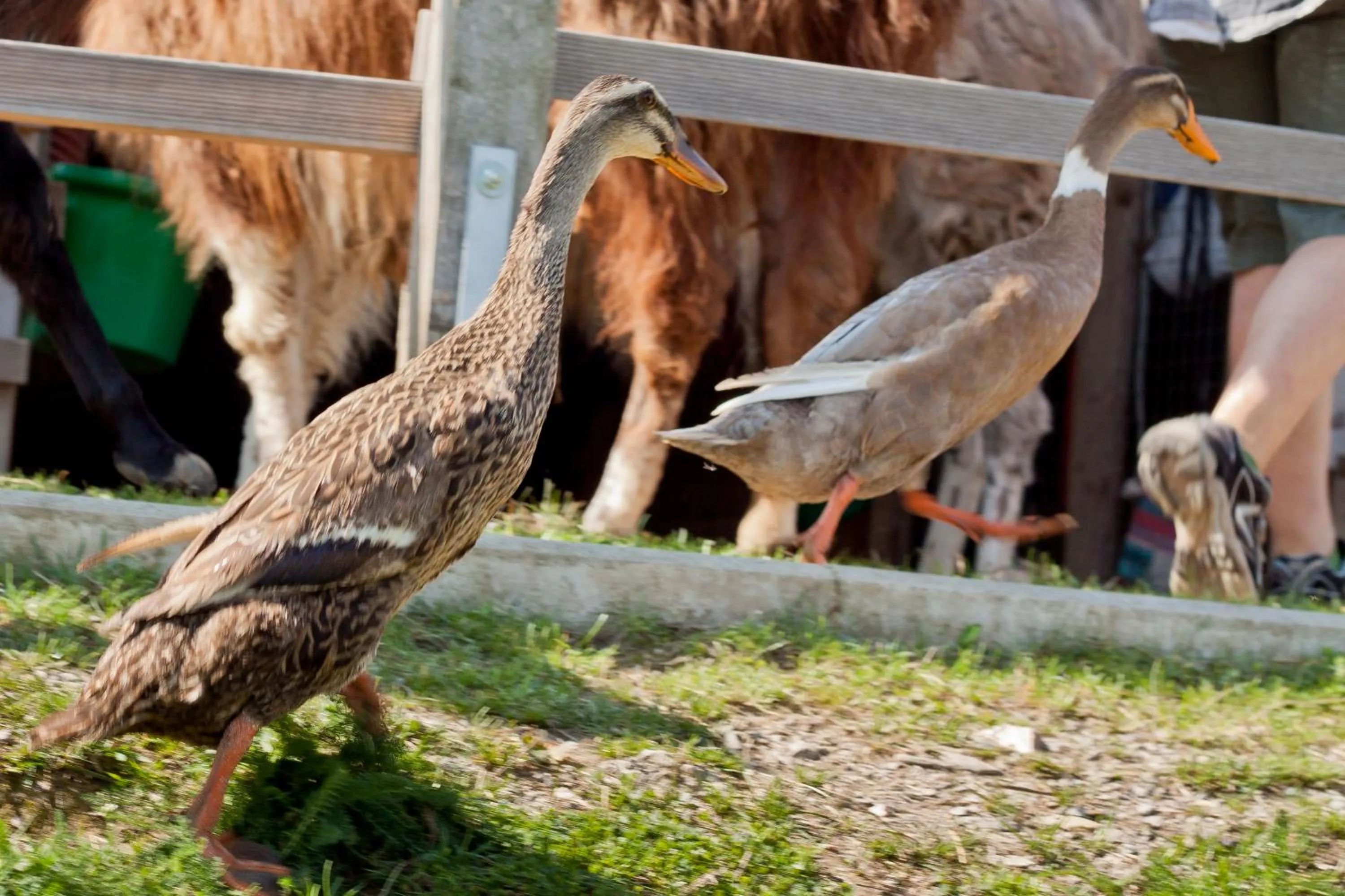 Garden in SELBSTgemacht