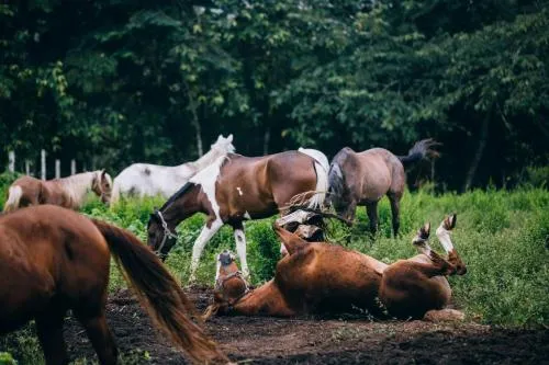 Horse-riding in Blancaneaux Lodge by Francis Ford Coppola