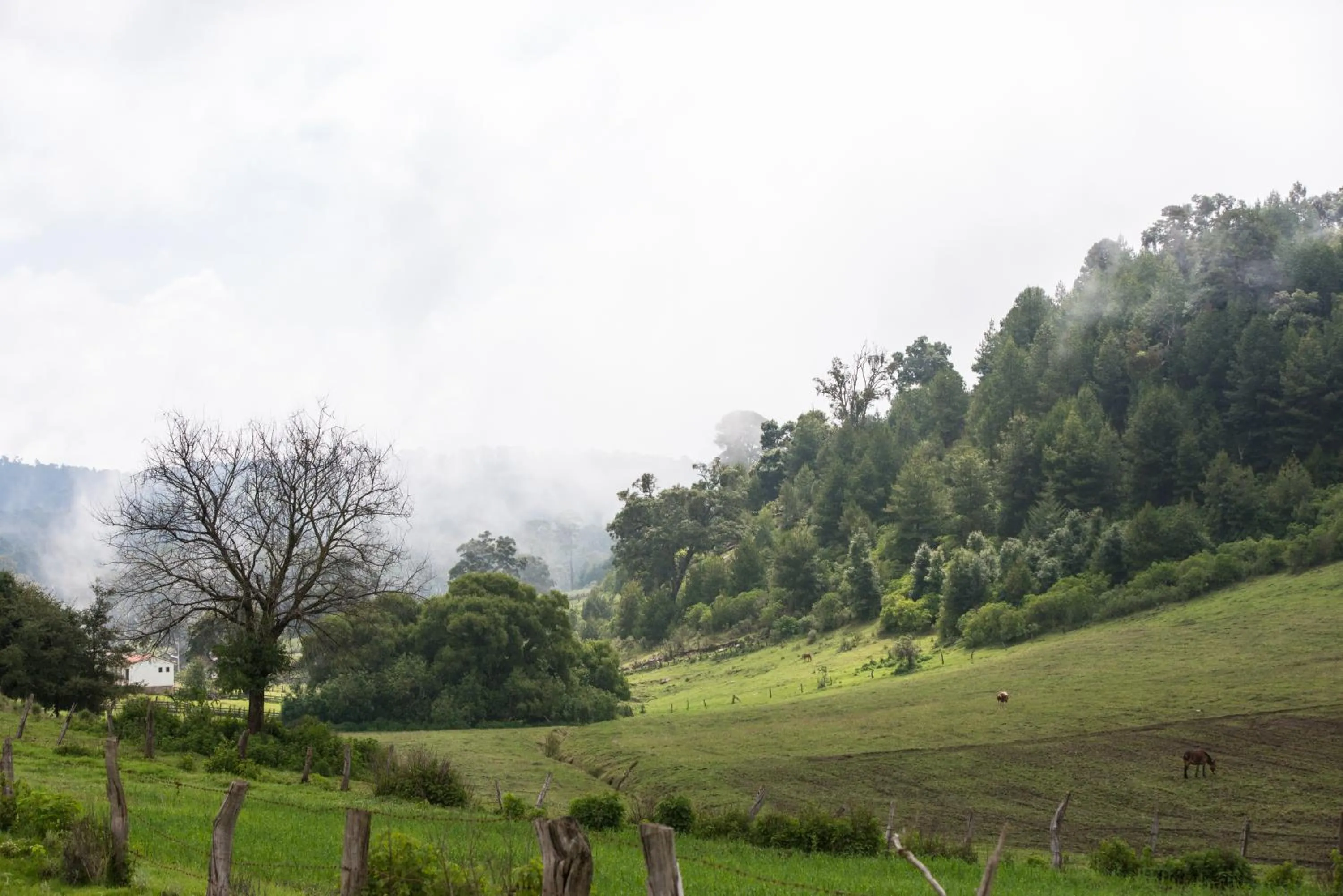 Natural landscape in Hotel La Casona