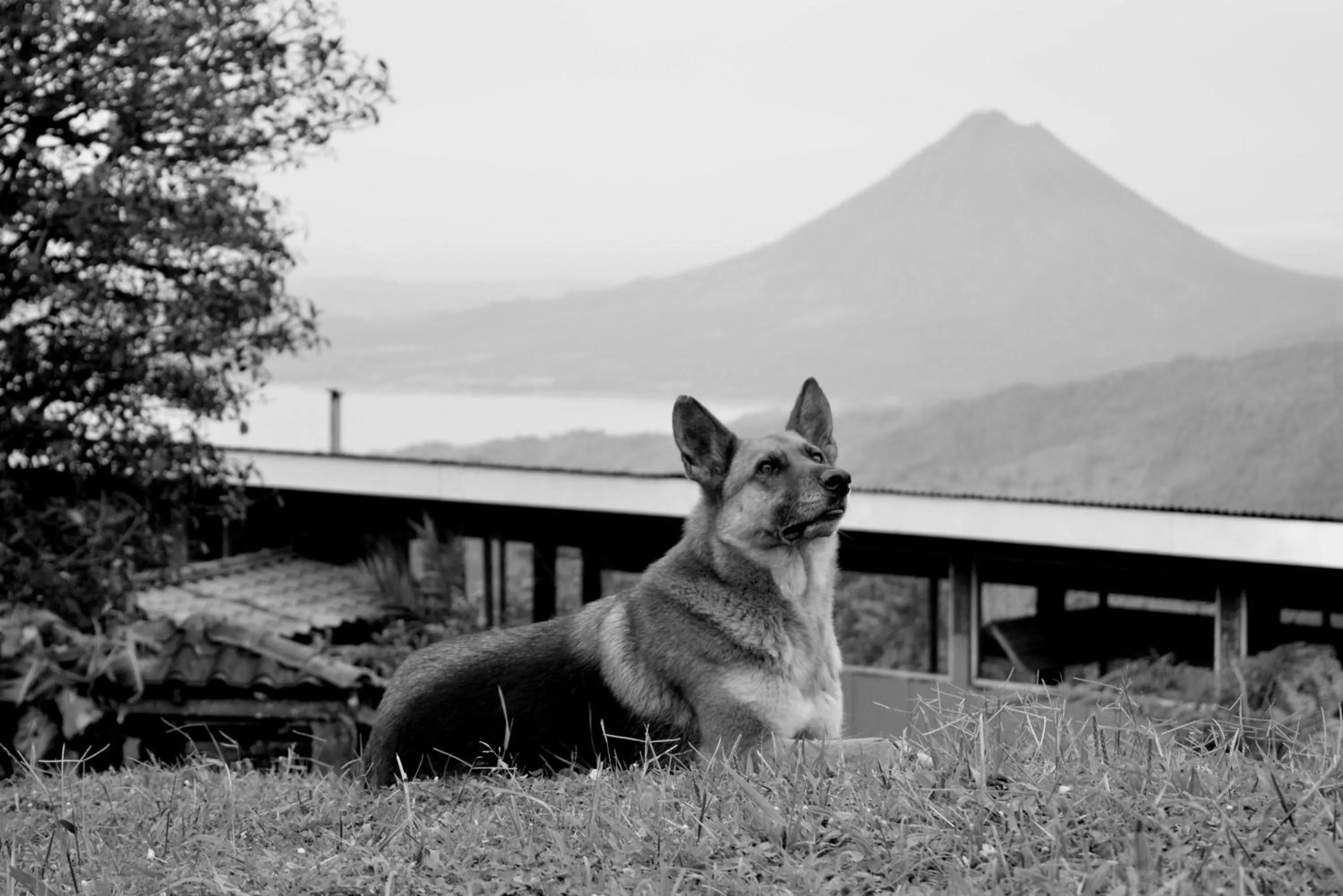 Pets in Vistaverde Lodge