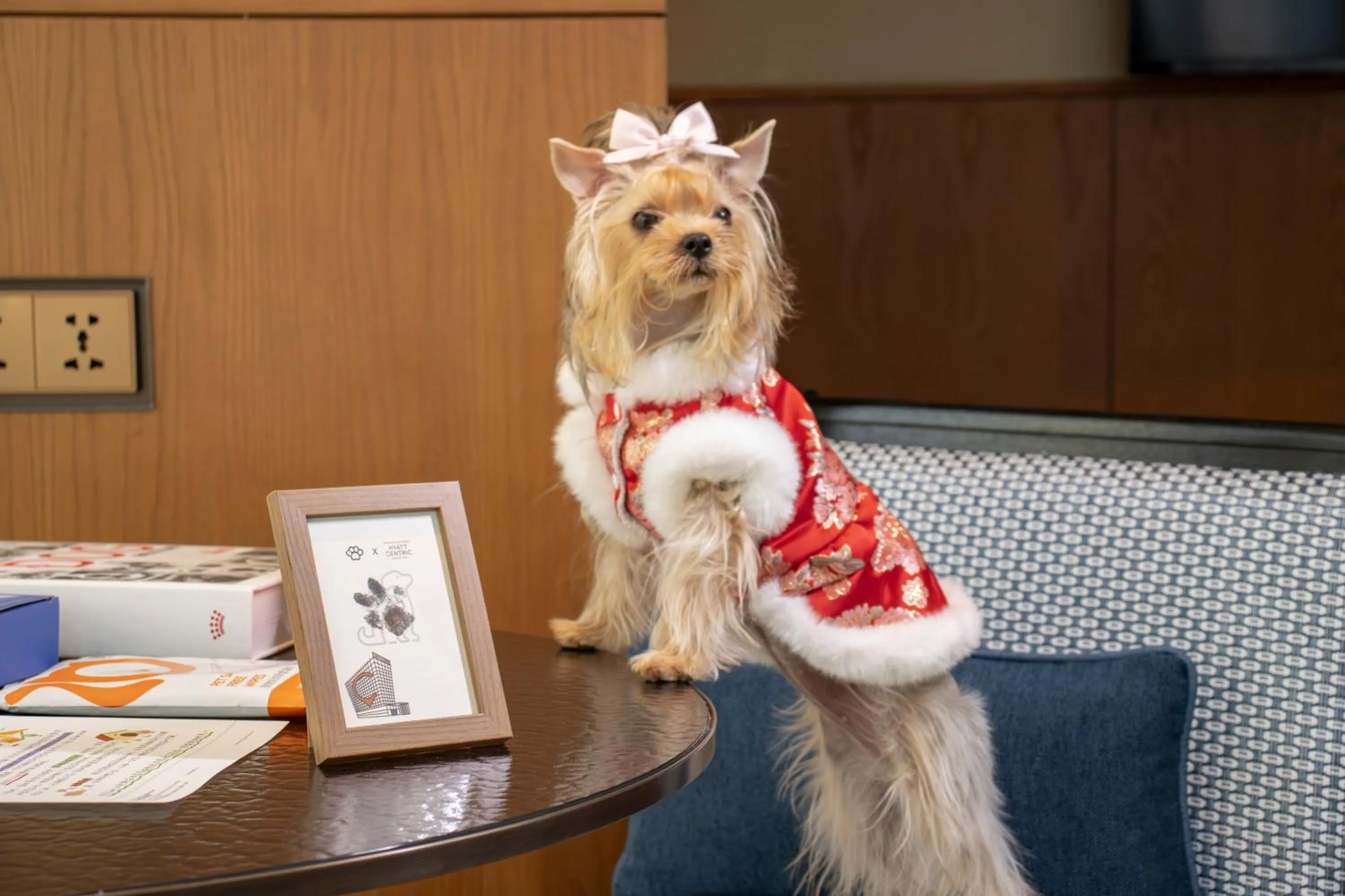 Pets in Hyatt Centric Gaoxin Xi'An