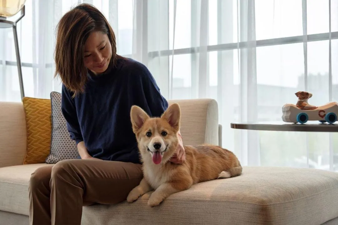 Pets in Hyatt Centric Gaoxin Xi'An