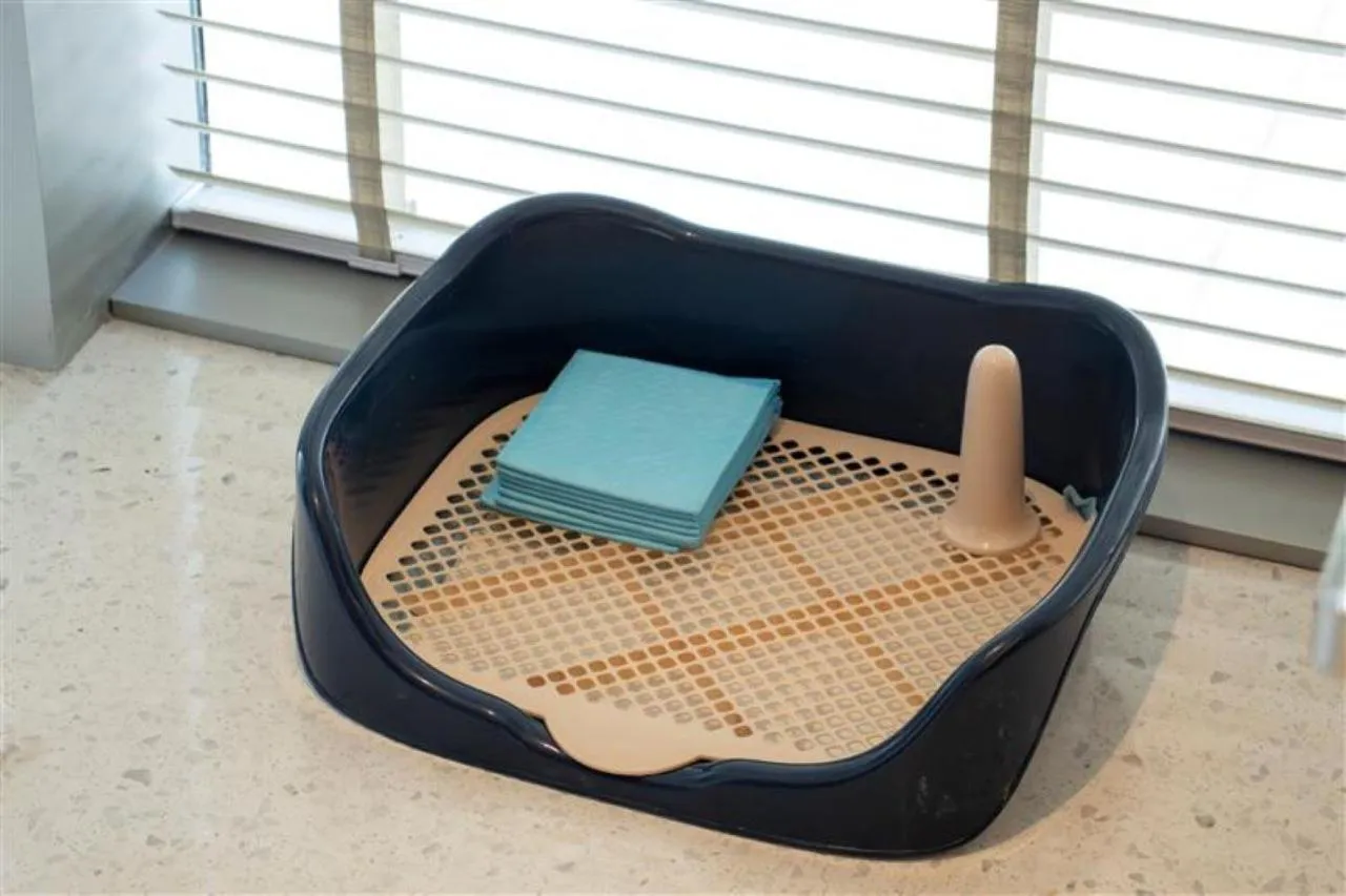 Pets in Hyatt Centric Gaoxin Xi'An