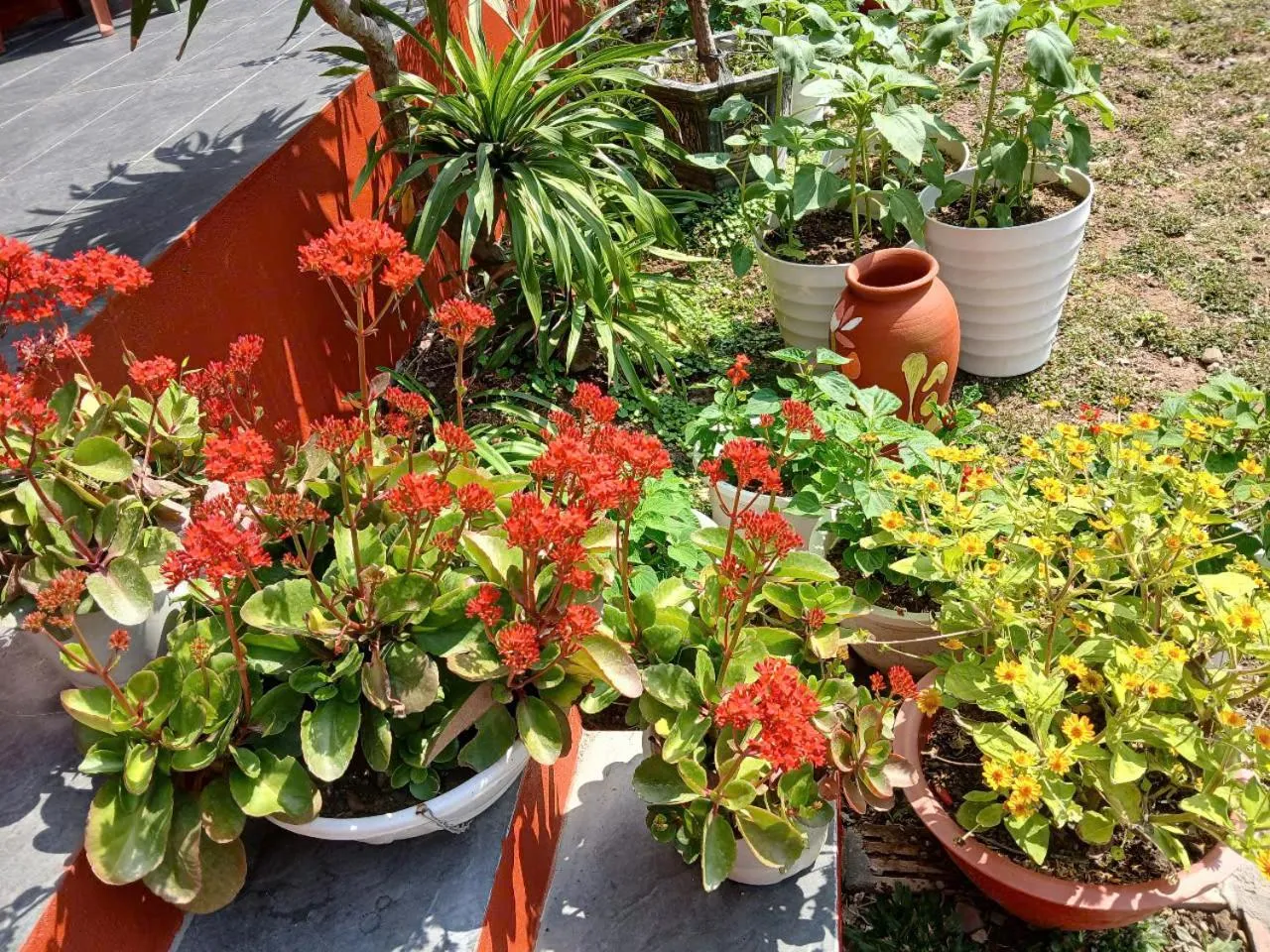 Garden in Catba Papillon Garden Bungalows & Resort