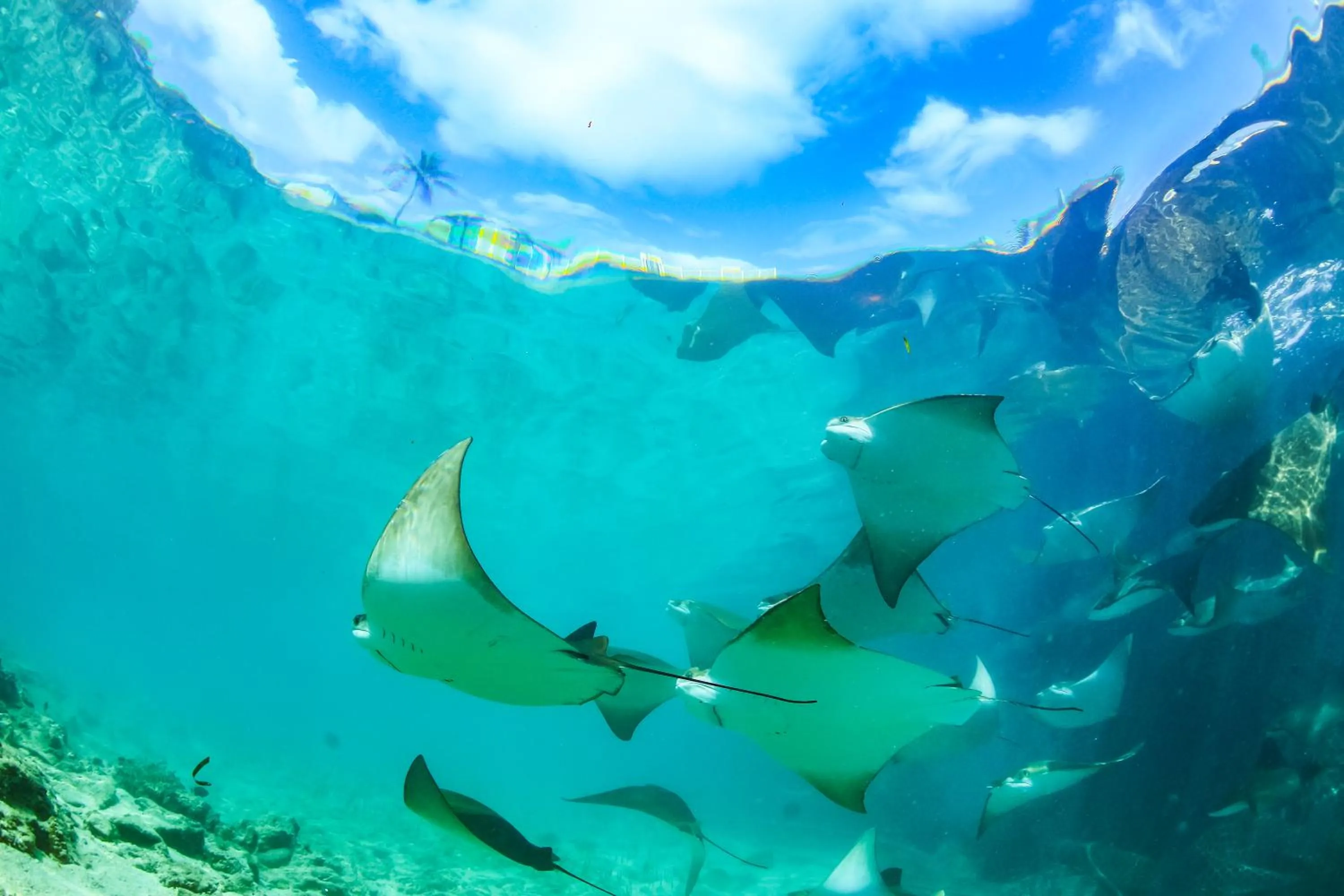 Entertainment in Renaissance Okinawa Resort