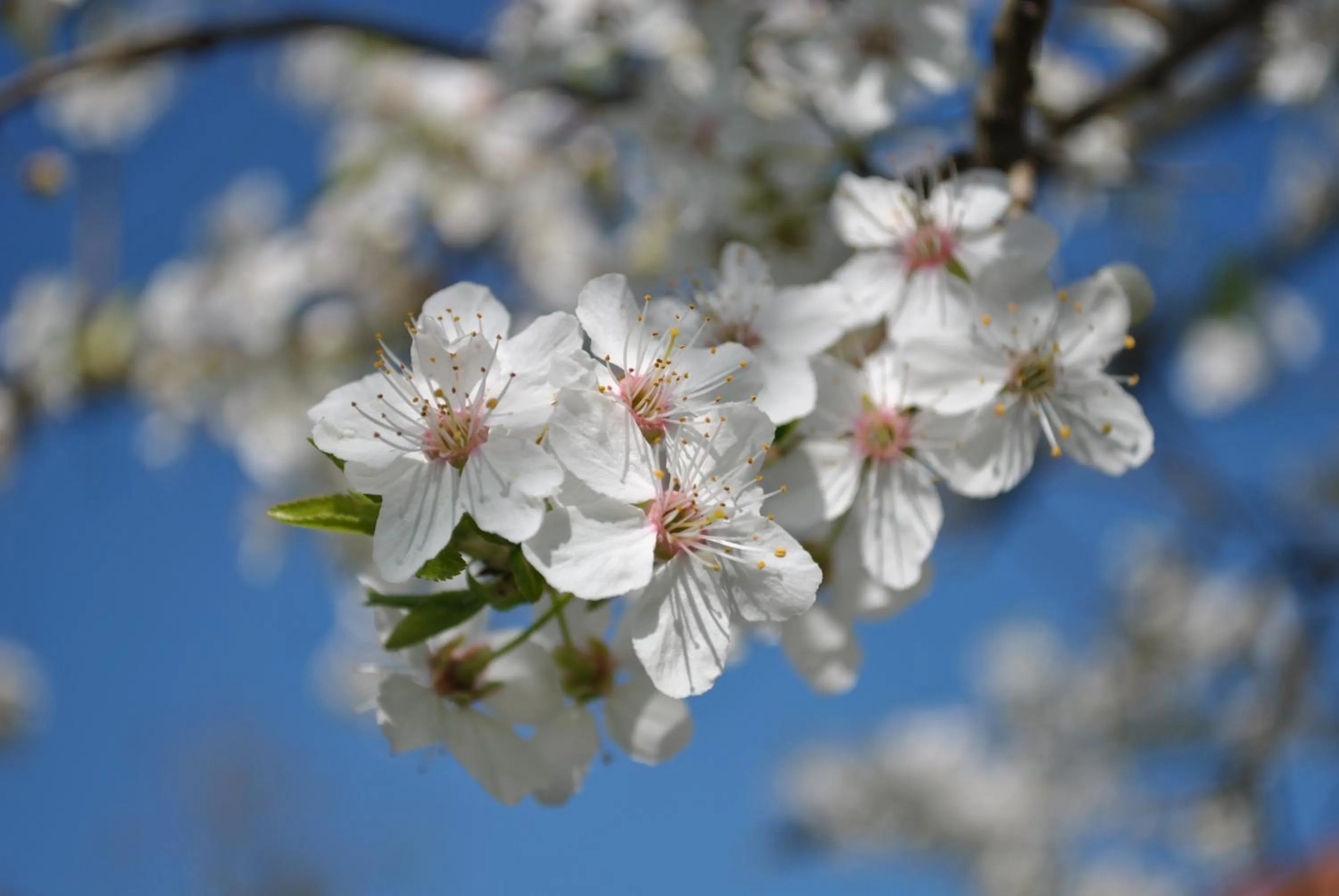 Spring in Auvergnat'Home