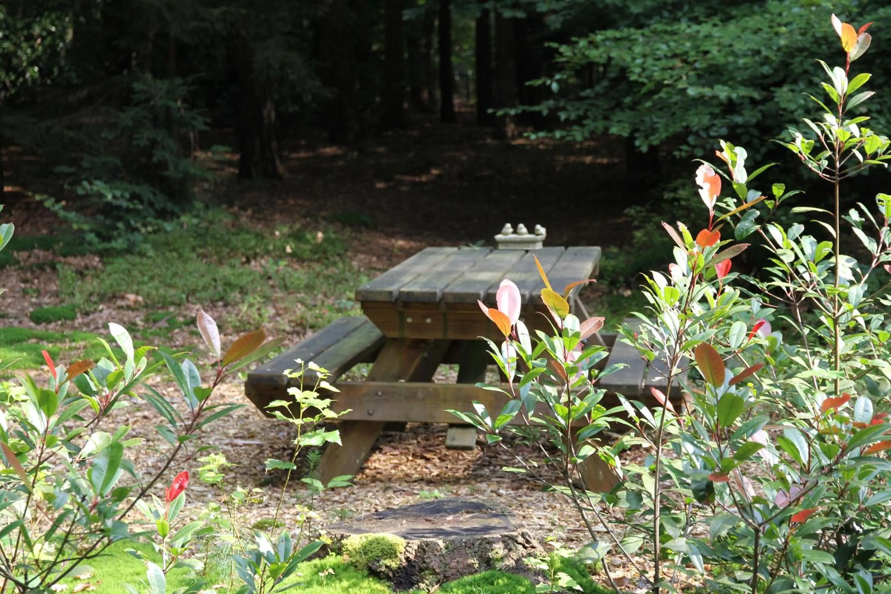 Garden in Vakantiehuis 't Musje
