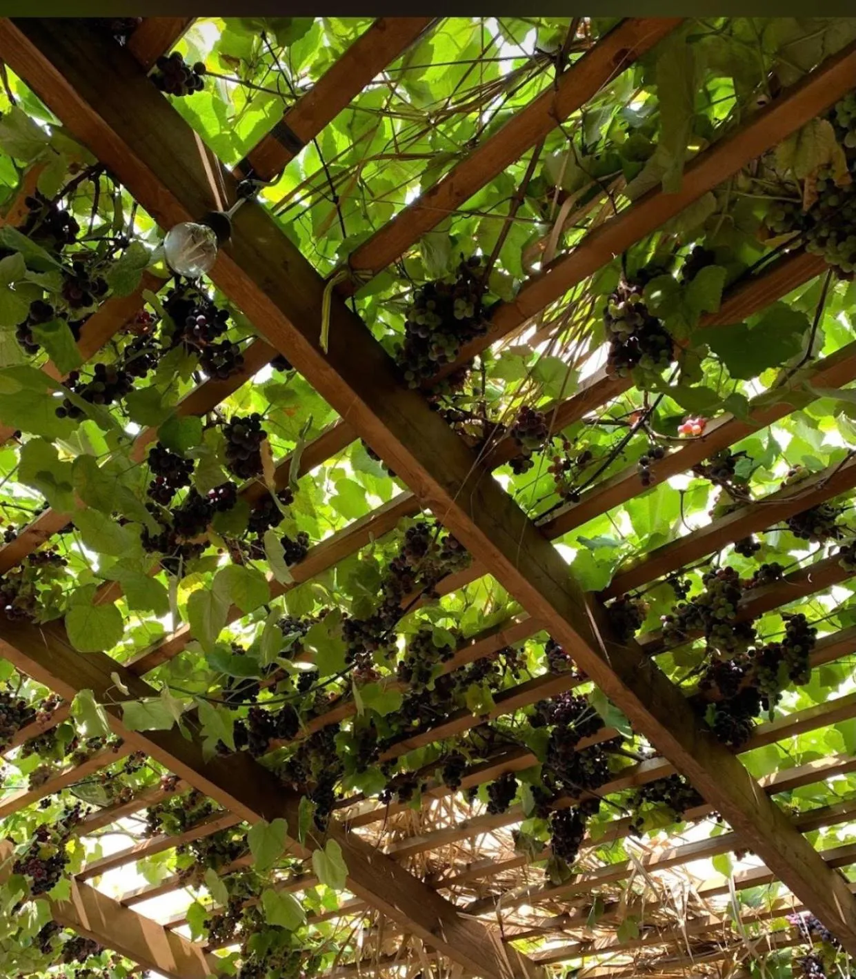 Restaurant/places to eat in TE BUJTINA HOTEL- Cozy Stay with Traditional Breakfast Near Beach