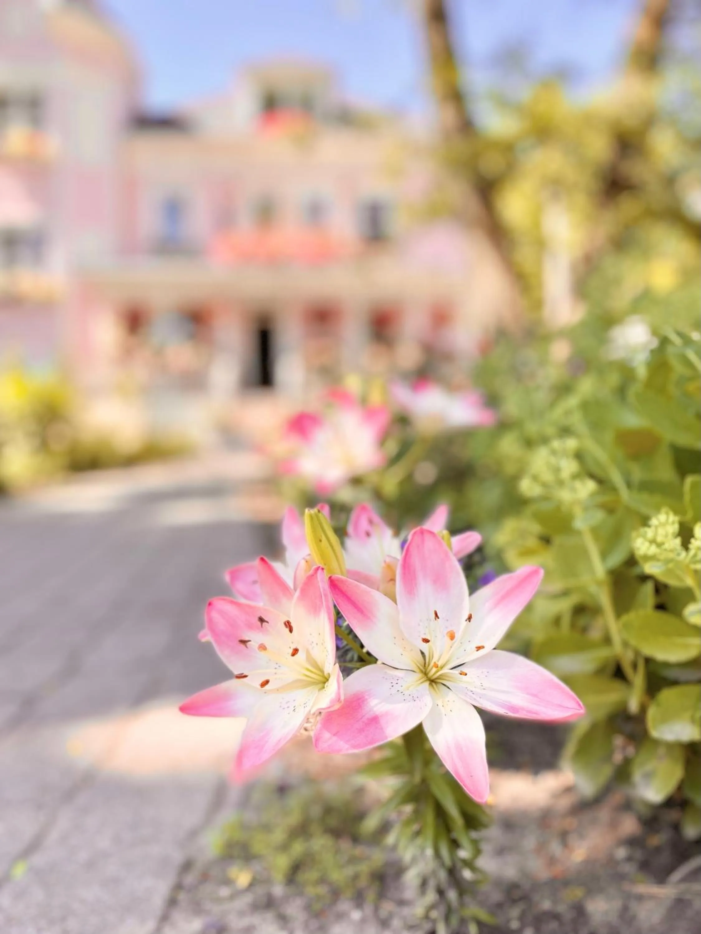 Garden in Maison Rose
