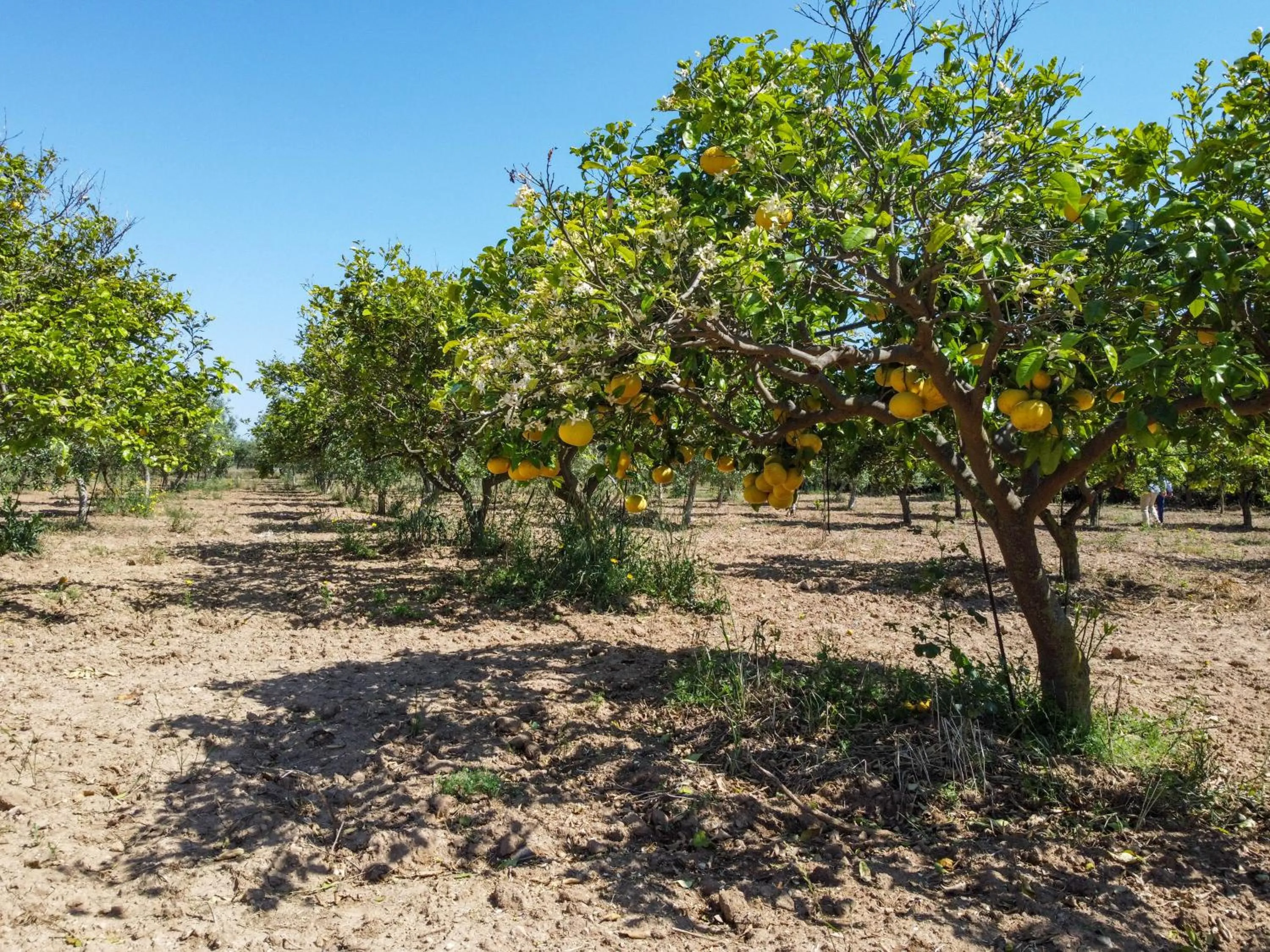 Garden in Torre Tabia