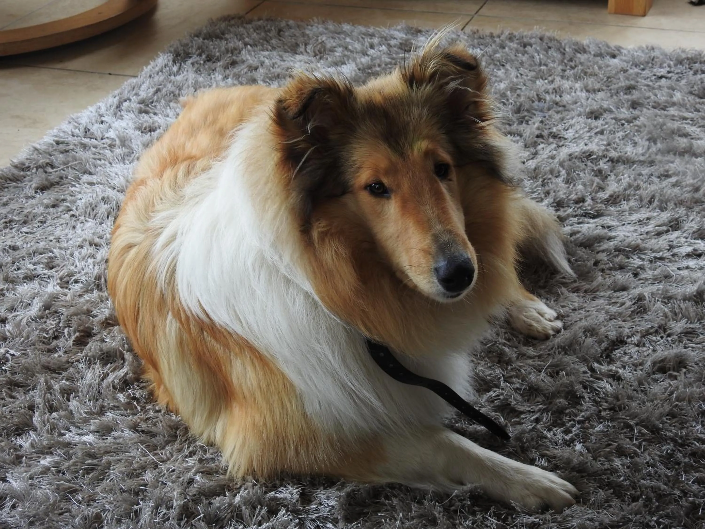 Pets in Inisean Ocean View