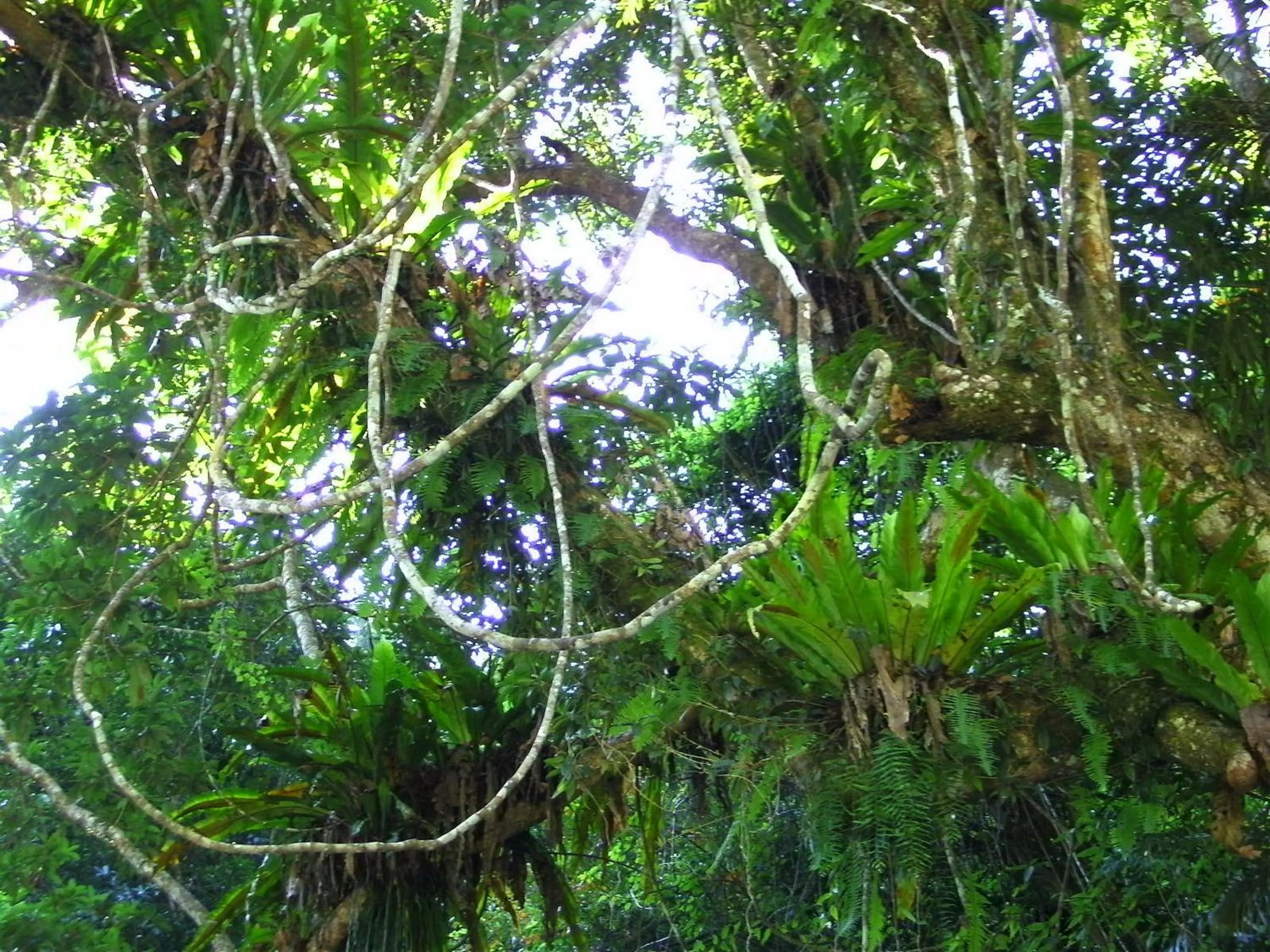 Staff in Evergreen Garden House