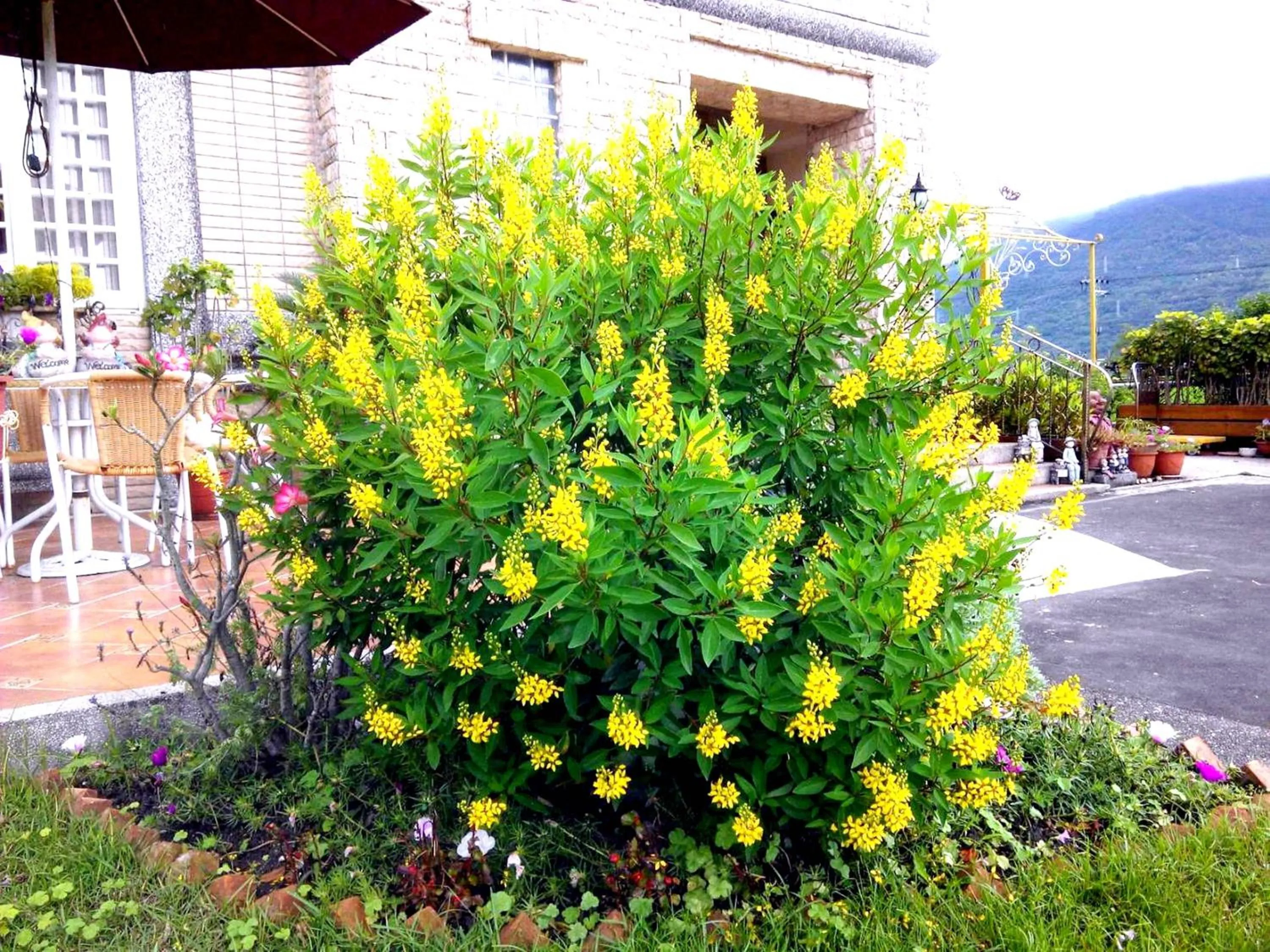 Garden in Evergreen Garden House