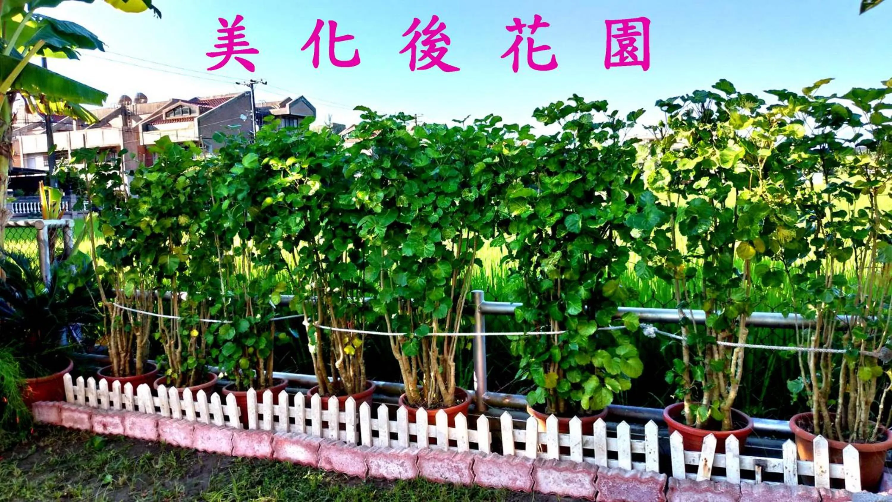 Property building in Evergreen Garden House