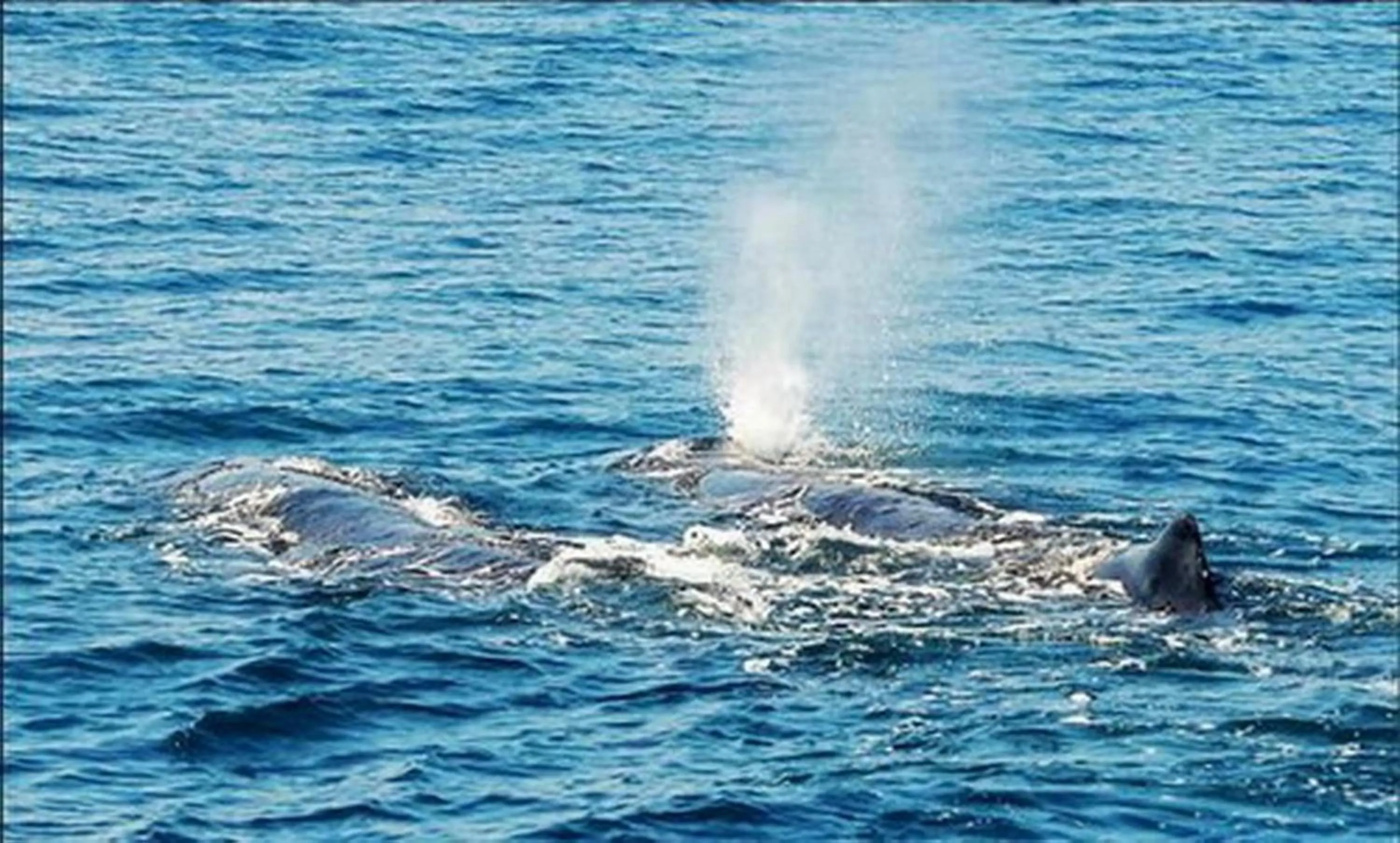 Staff in Evergreen Garden House