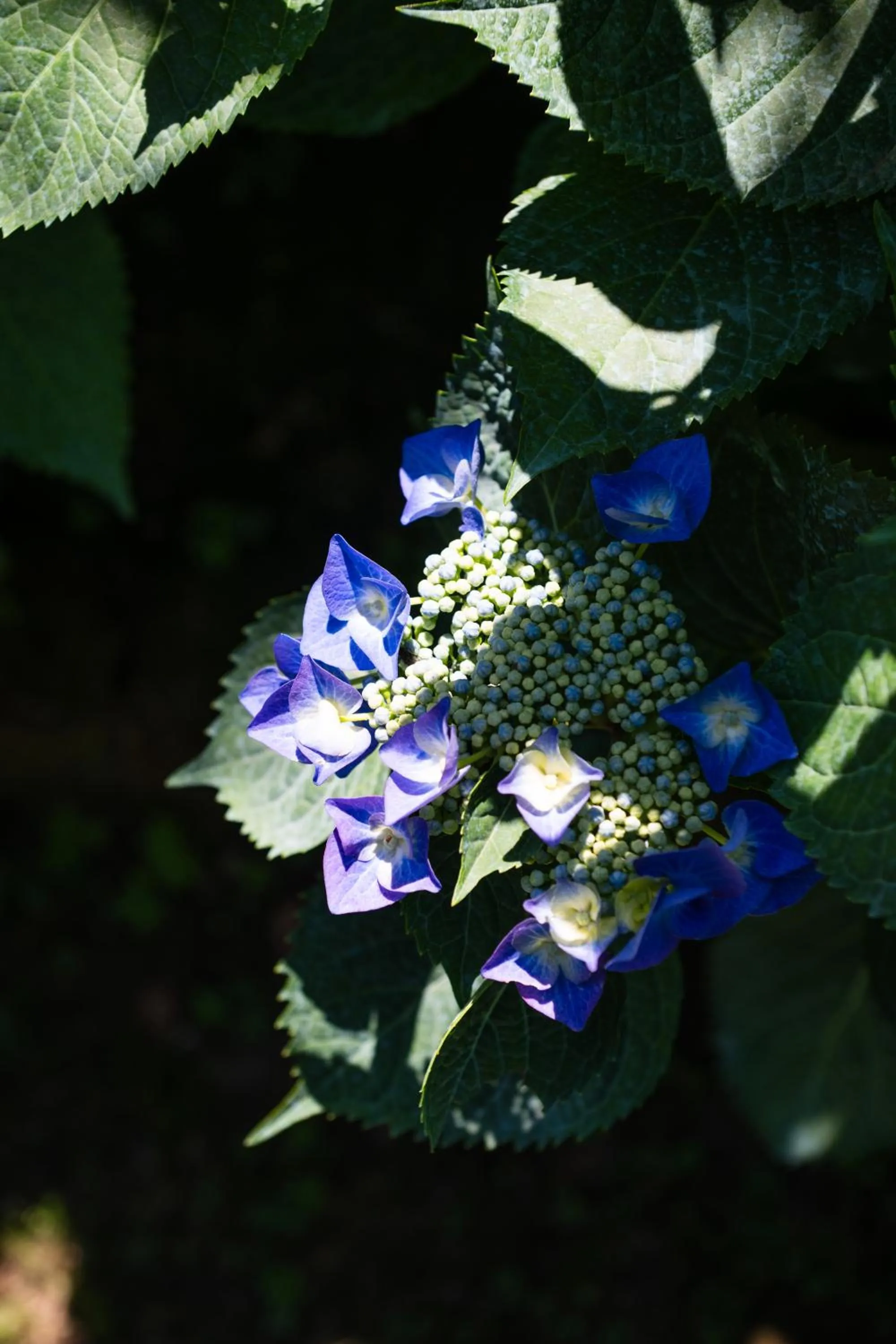 1912 Relais - Sorrento Coast