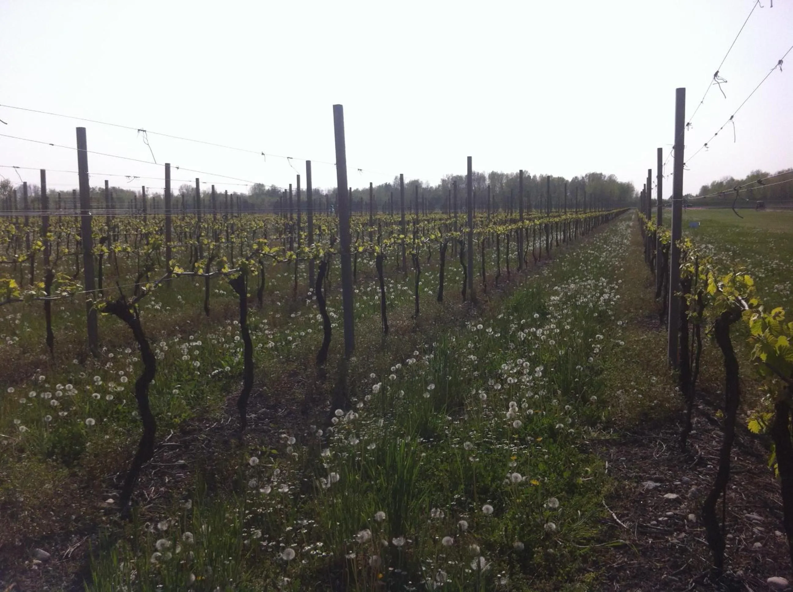 Activities in Agriturismo Al Casale