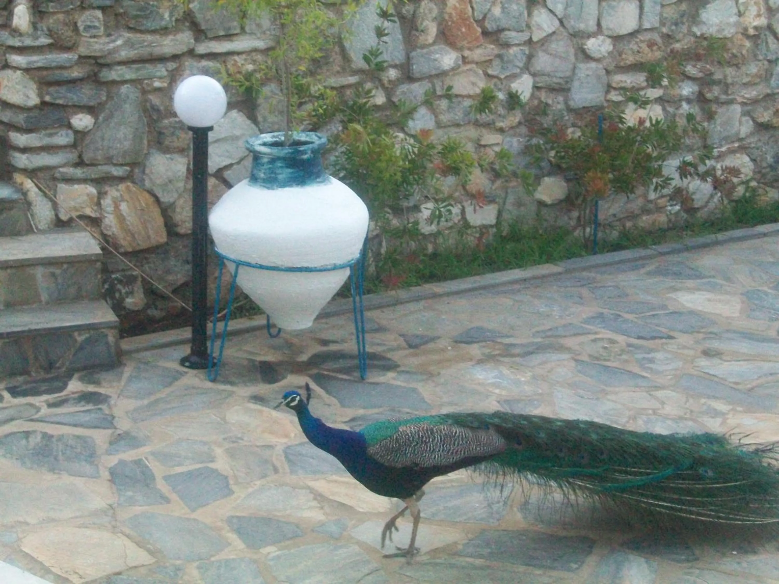 Garden in Aelia Studios