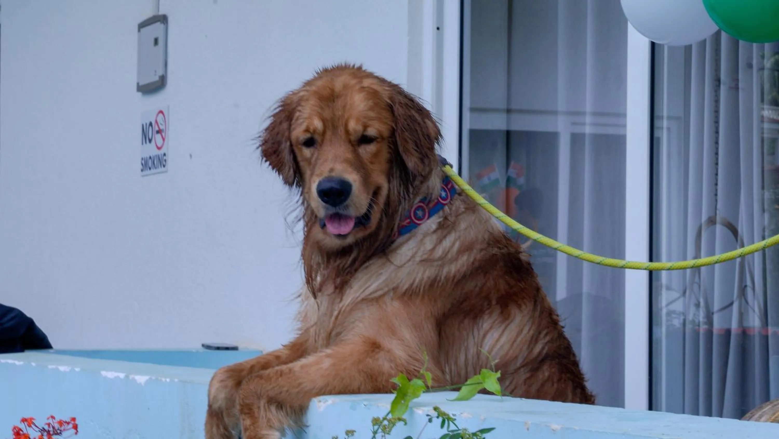 Pets in Whiteflower Resort Morjim