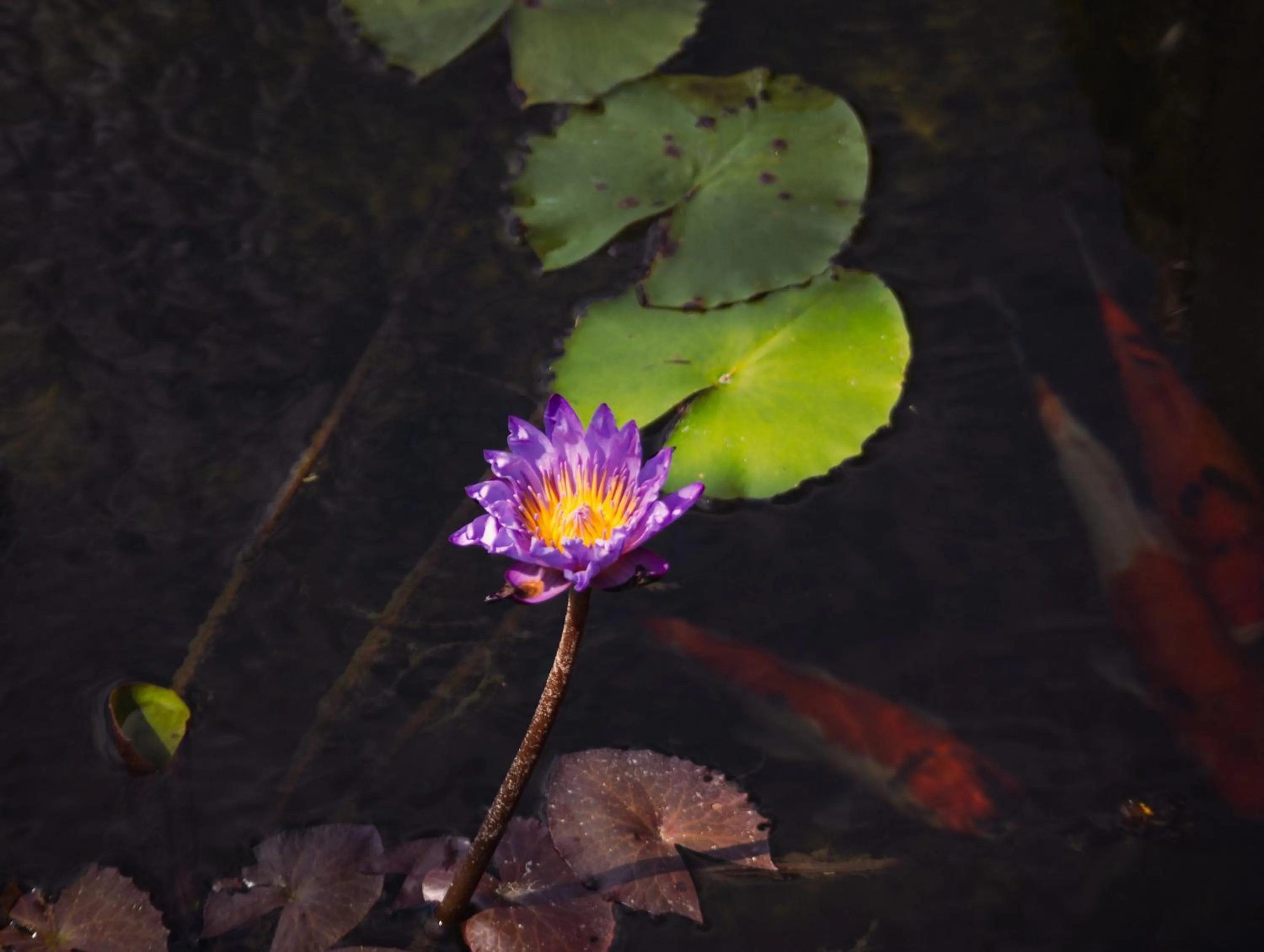 Natural landscape in K Ko Surf Village at Keramas