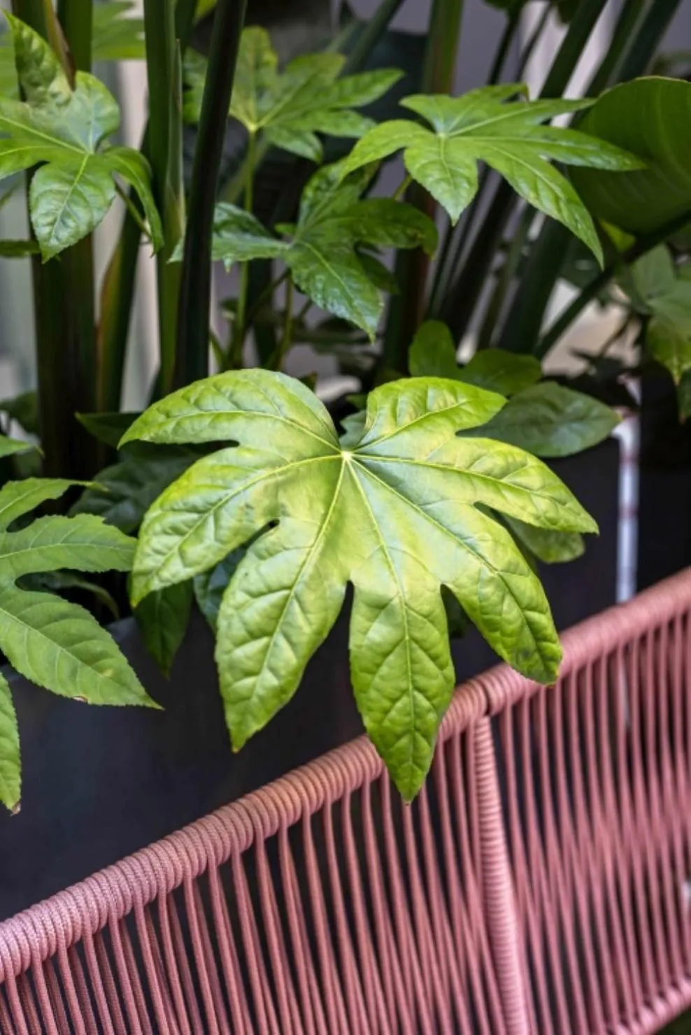 Patio in Upon Angels - Adults Only