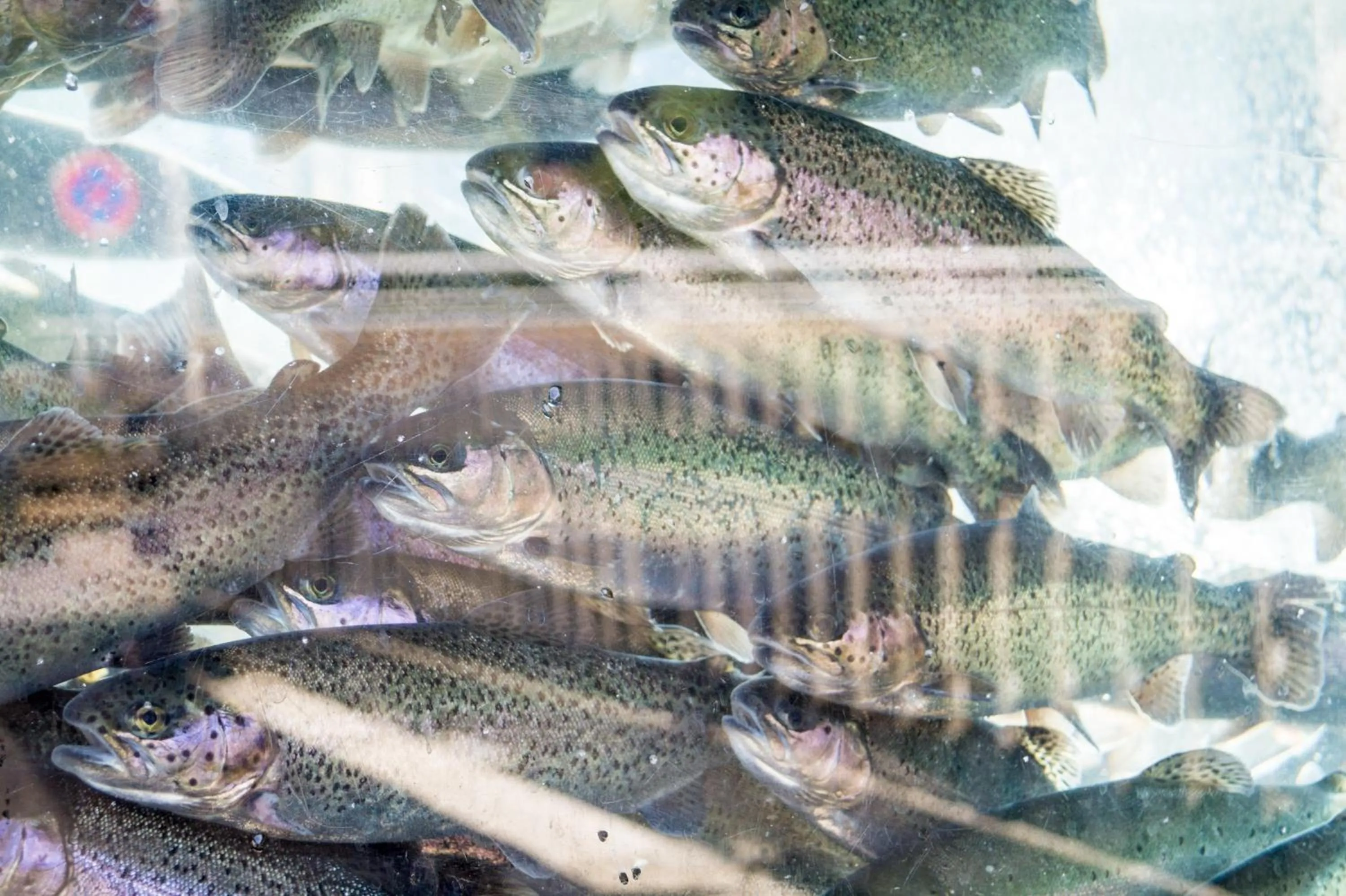 Apart-Hotel Forellenhof