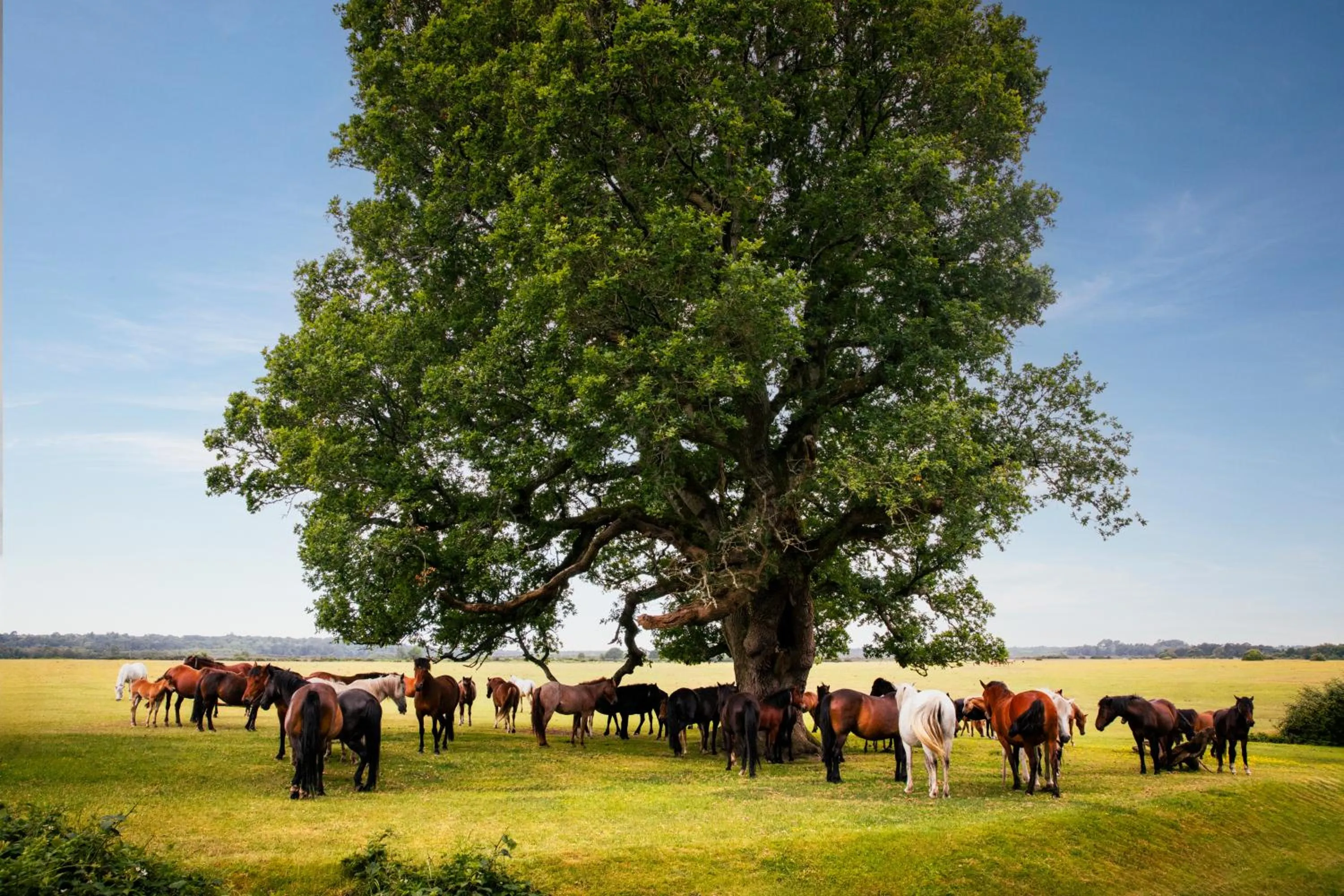 Natural landscape in Rhinefield House Hotel